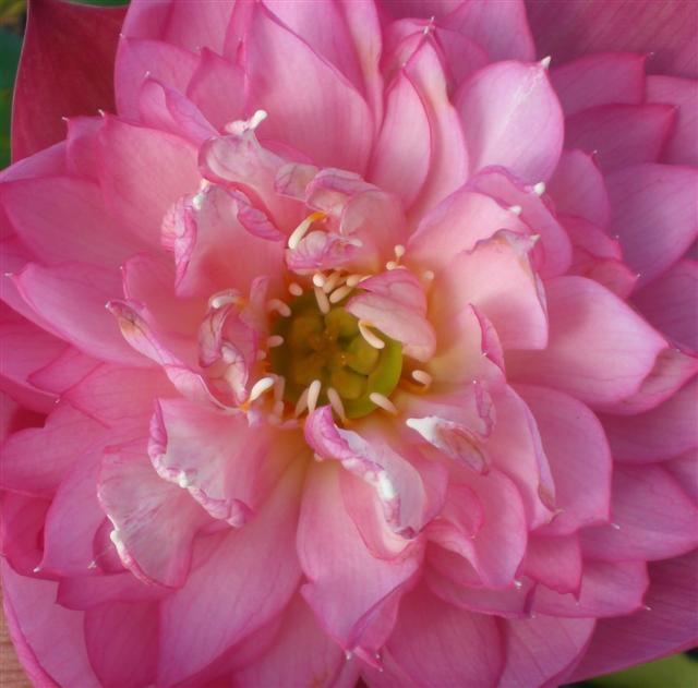 Elite Red - Sweet Flowers Lotus (Bare Root) - Globalnestes