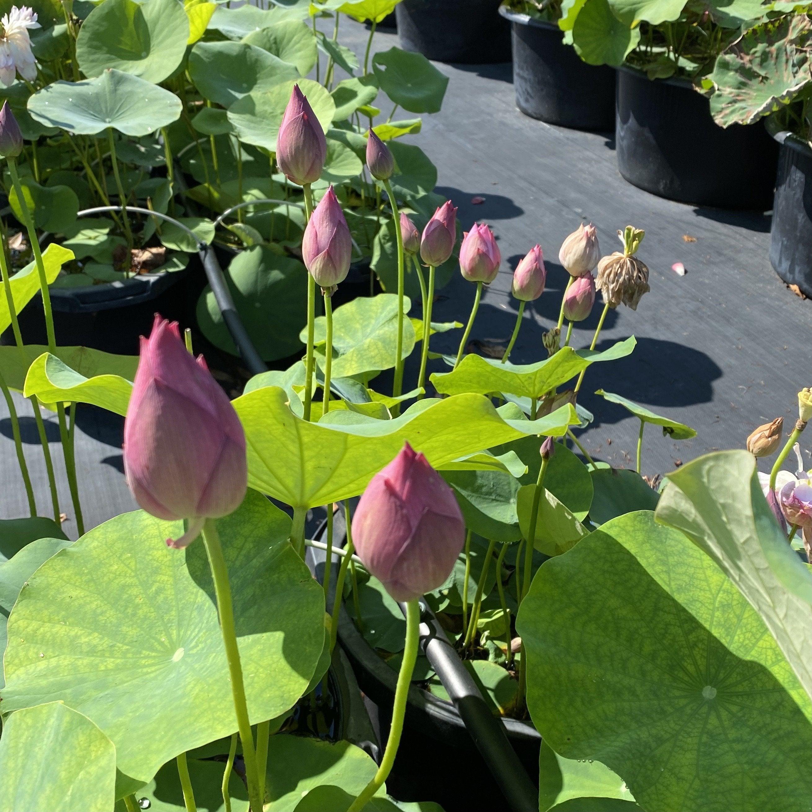 Elite Red - Sweet Flowers Lotus (Bare Root) - Globalnestes