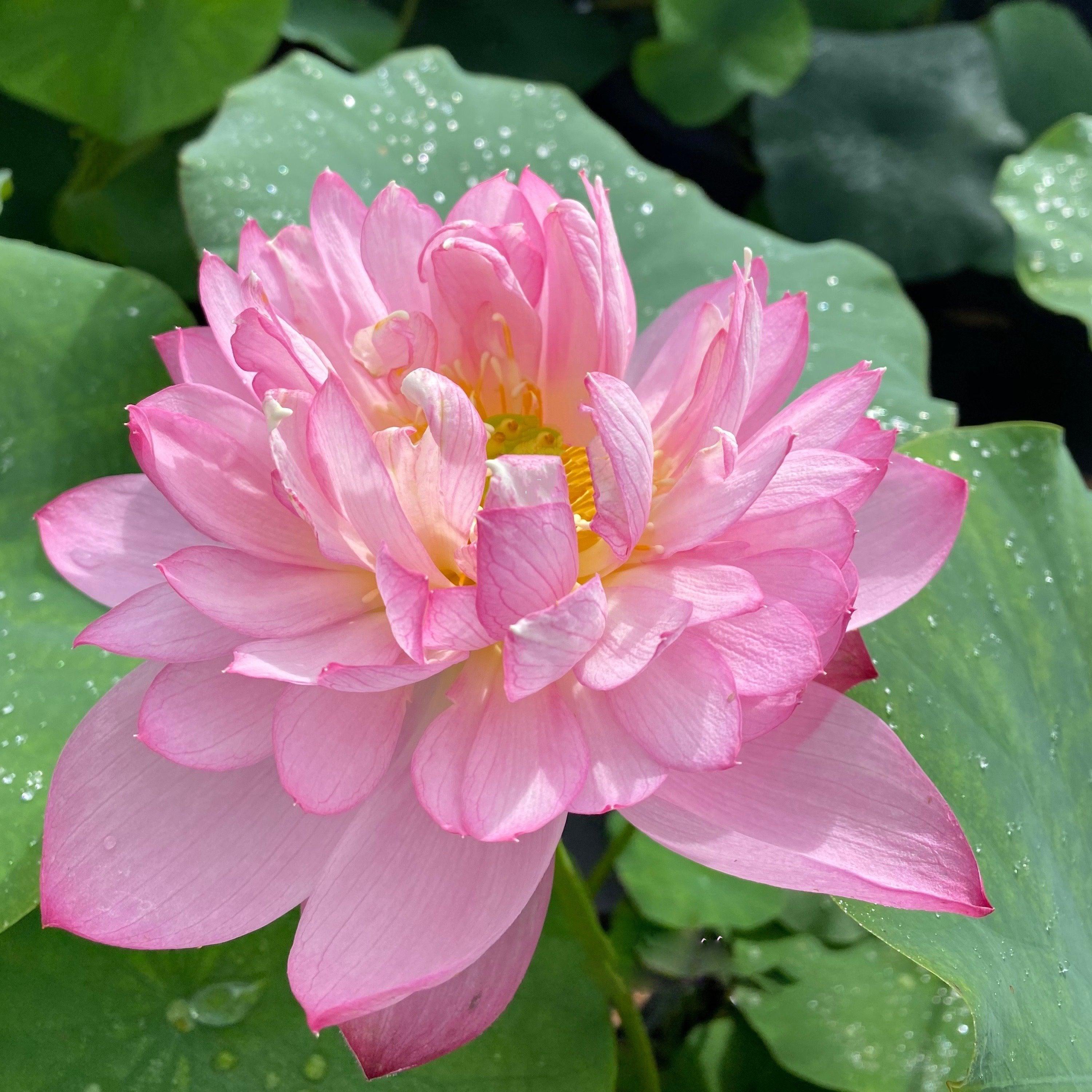 Elite Red - Sweet Flowers Lotus (Bare Root) - Globalnestes