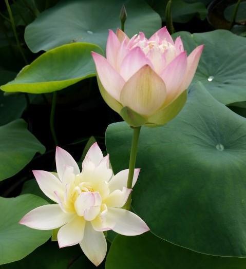 Evening Showers Lotus (Bare Root) - Globalnestes