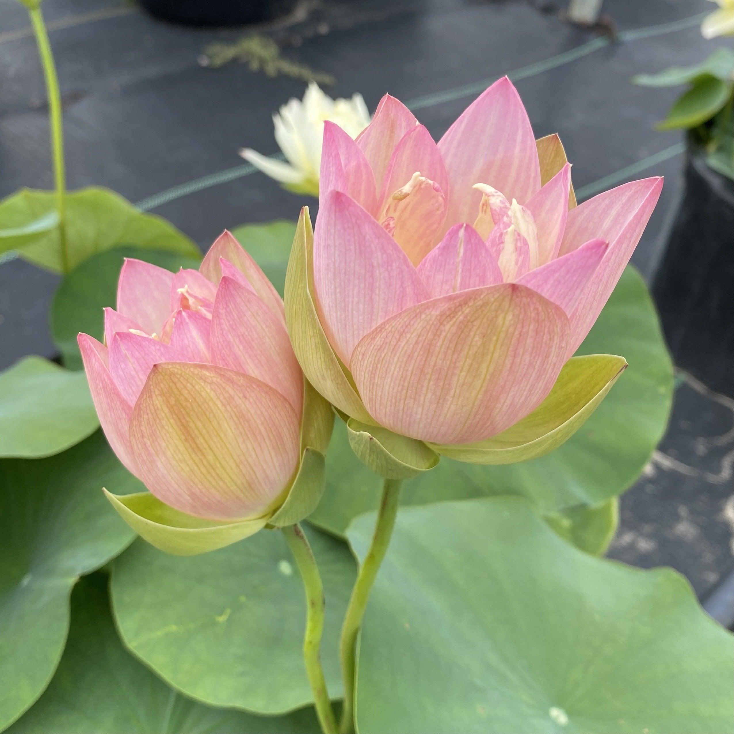 Evening Showers Lotus (Bare Root) - Globalnestes