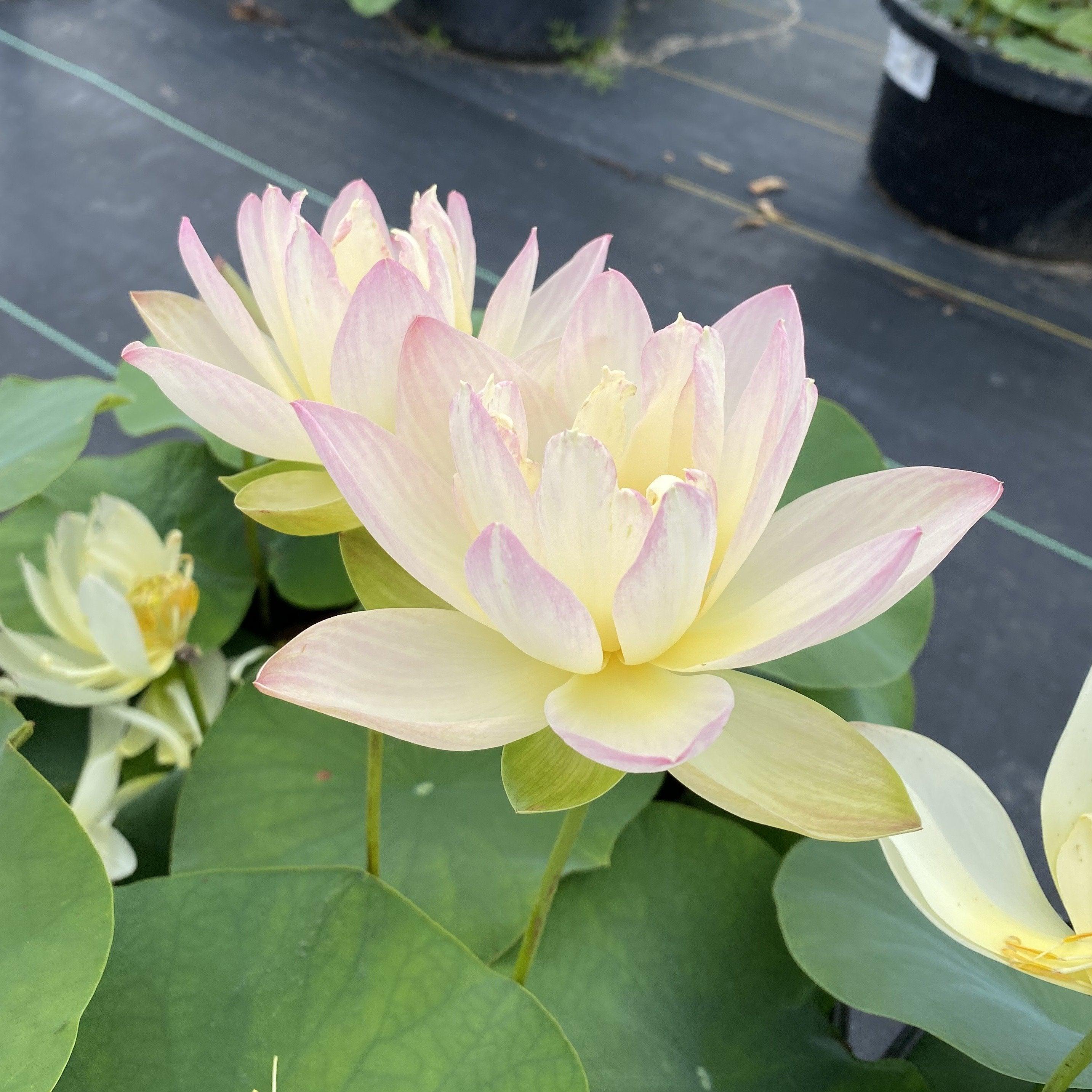 Evening Showers Lotus (Bare Root) - Globalnestes