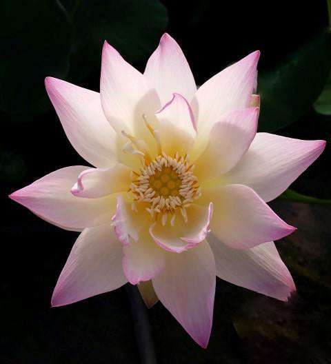 Evening Showers Lotus (Bare Root) - Globalnestes