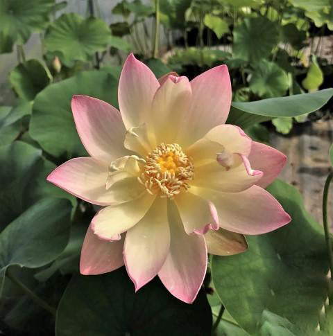 Evening Showers Lotus (Bare Root) - Globalnestes