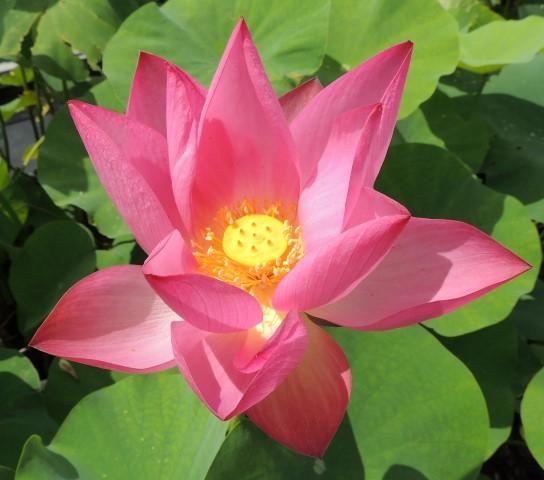 Flame Clouds Lotus (Bare Root)