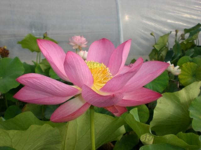 Flame Clouds Lotus (Bare Root)