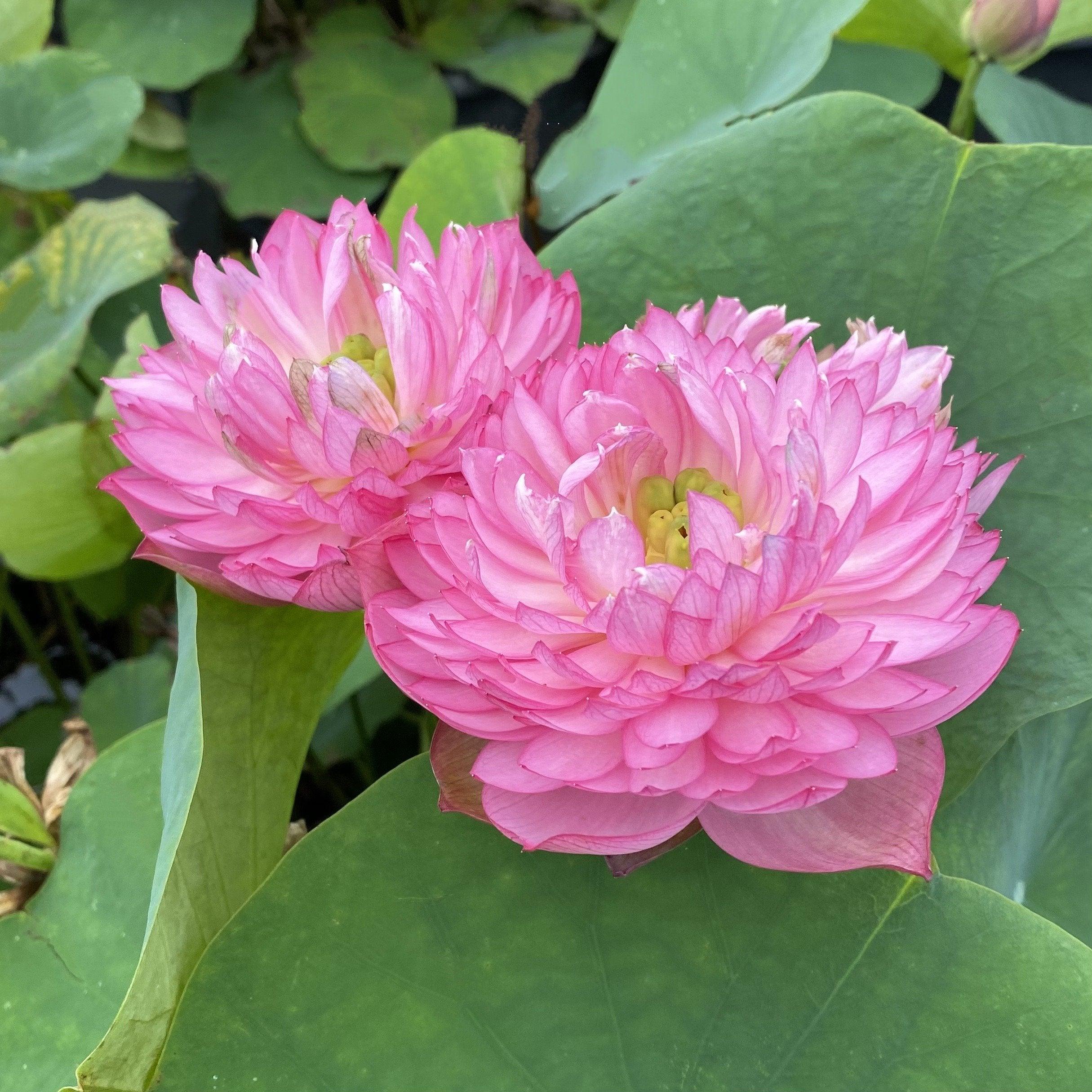 Glowing Queen Lotus (Bare Root) - Globalnestes