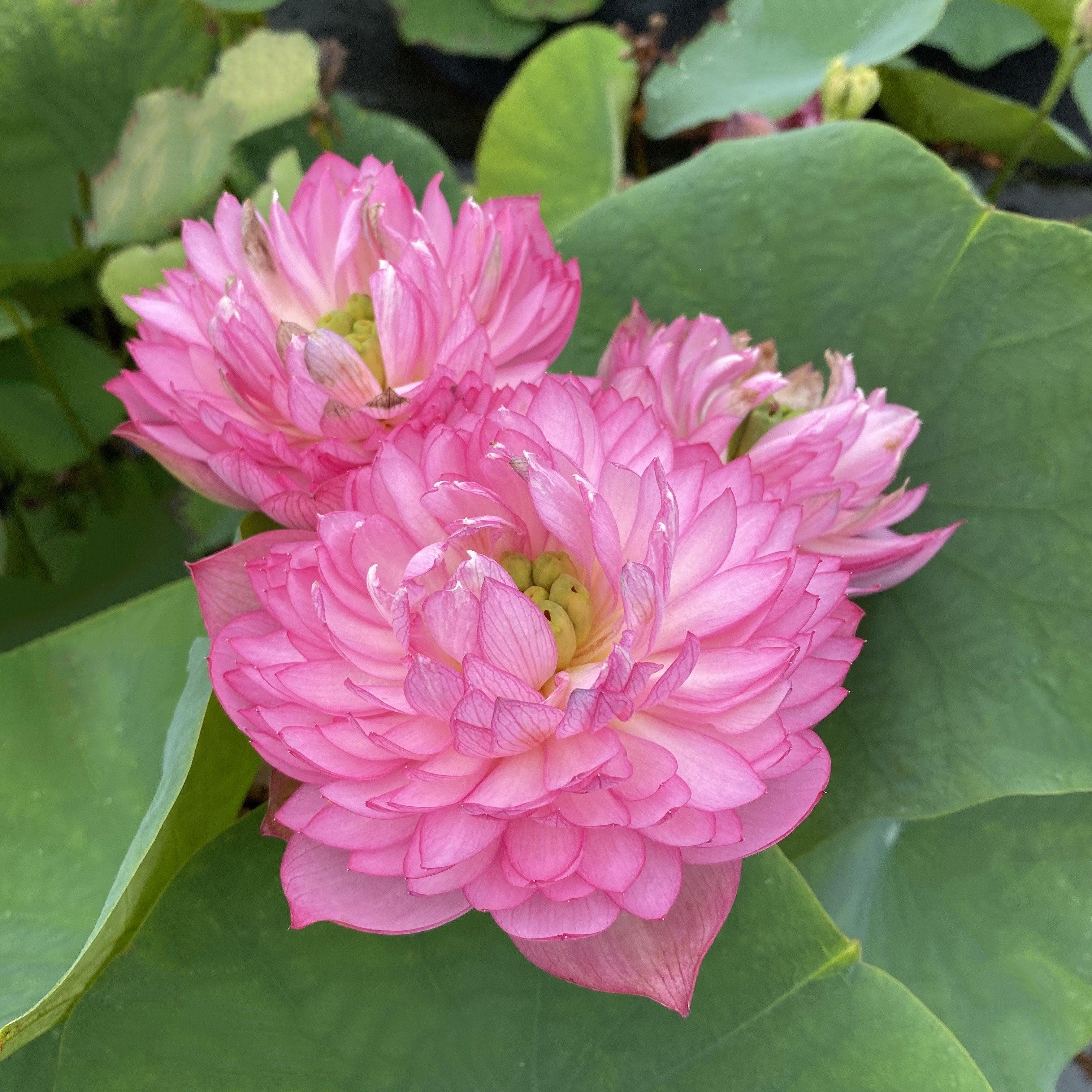 Glowing Queen Lotus (Bare Root) - Globalnestes