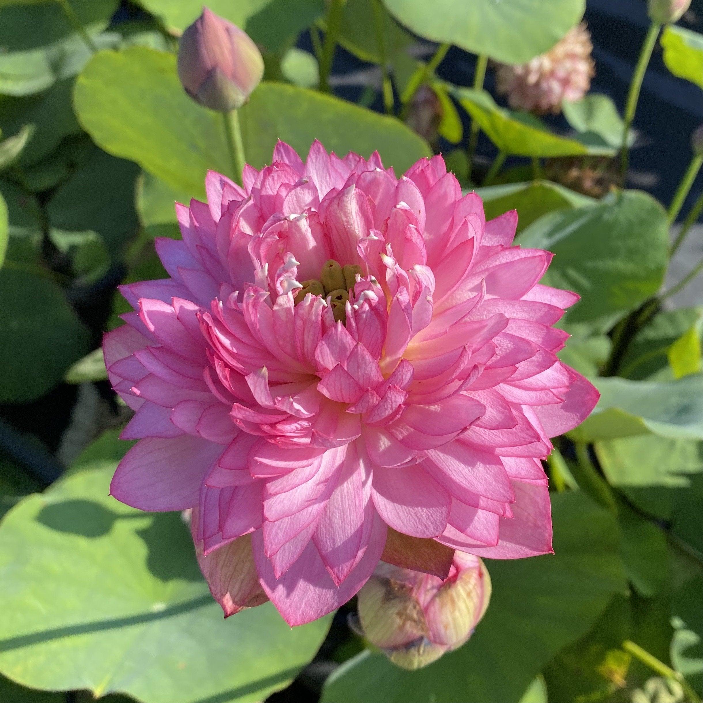 Glowing Queen Lotus (Bare Root) - Globalnestes