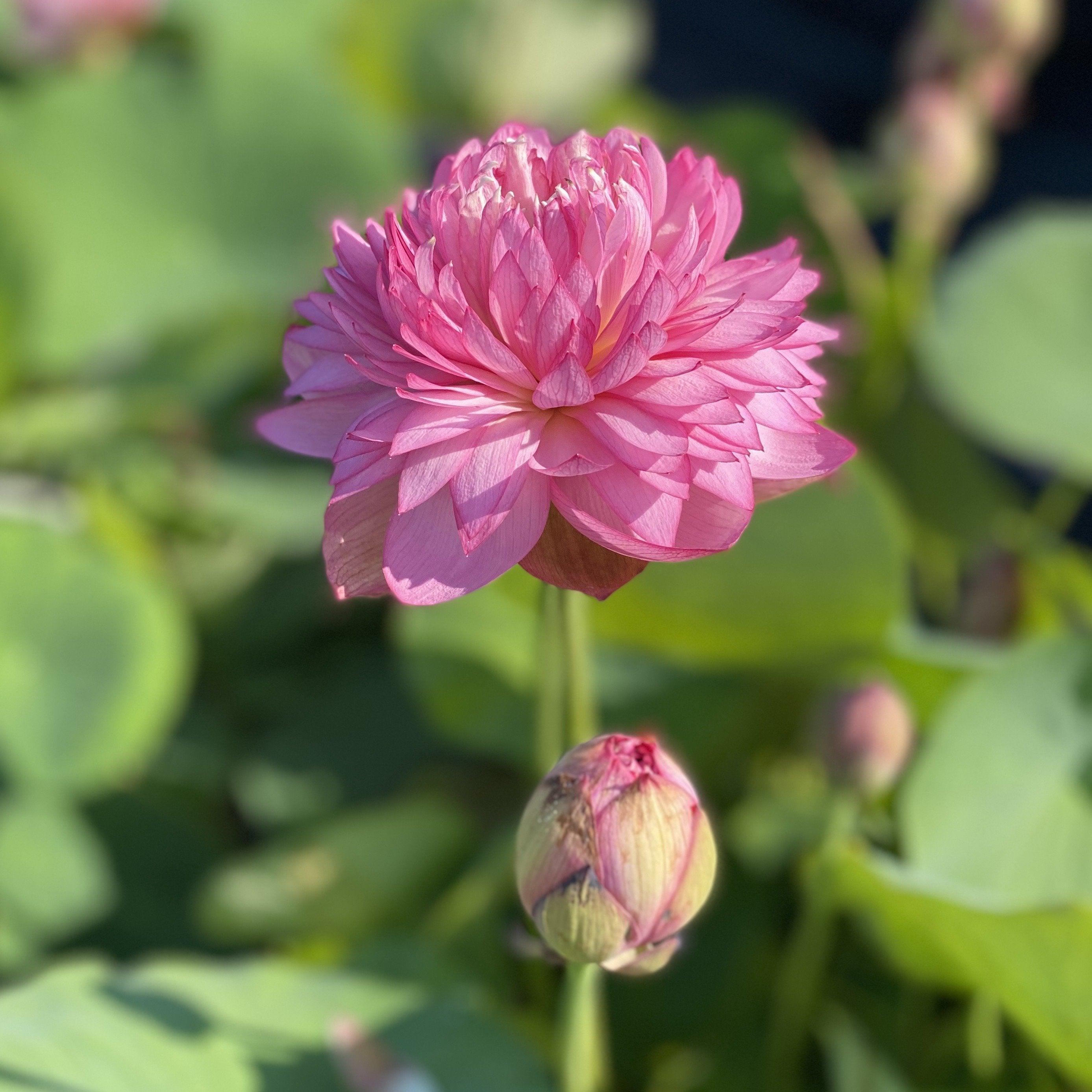 Glowing Queen Lotus (Bare Root) - Globalnestes