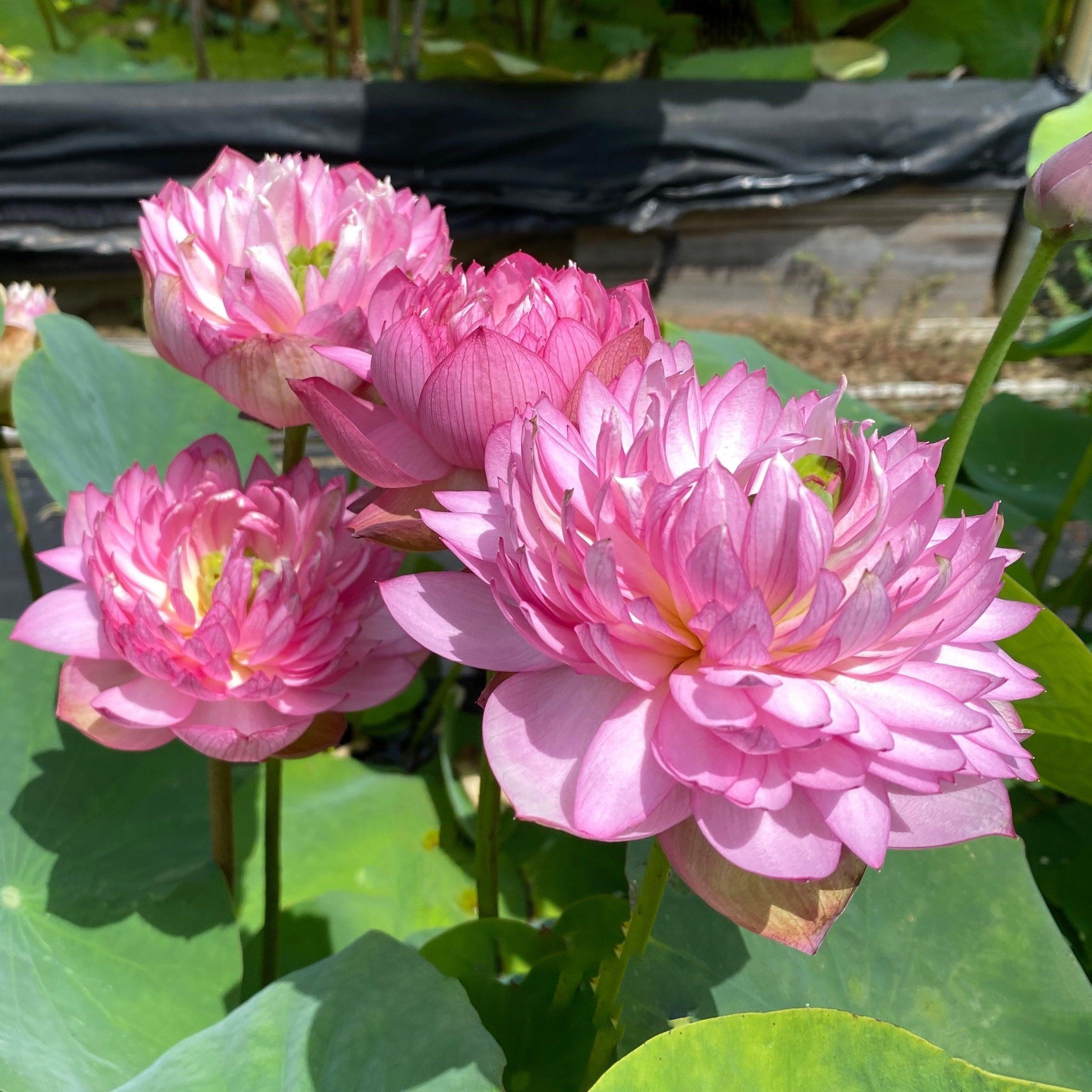 Glowing Queen Lotus (Bare Root) - Globalnestes
