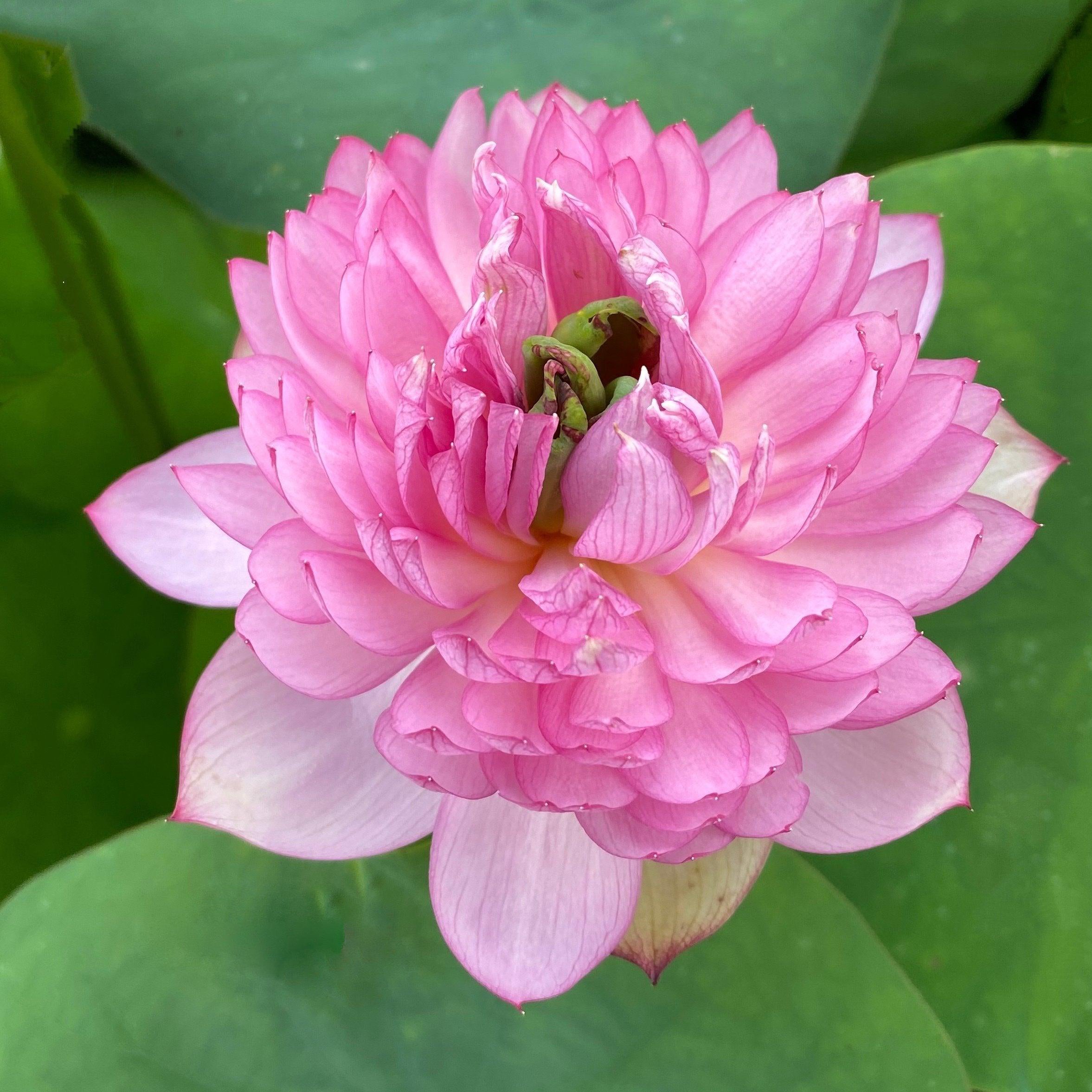 Glowing Queen Lotus (Bare Root) - Globalnestes