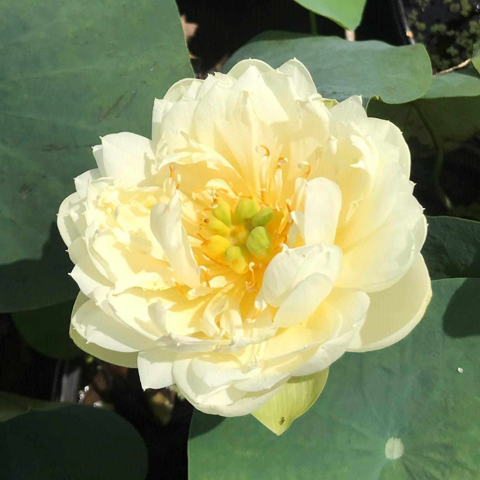 Gold & Resplendence Lotus (Bare Root) - Globalnestes