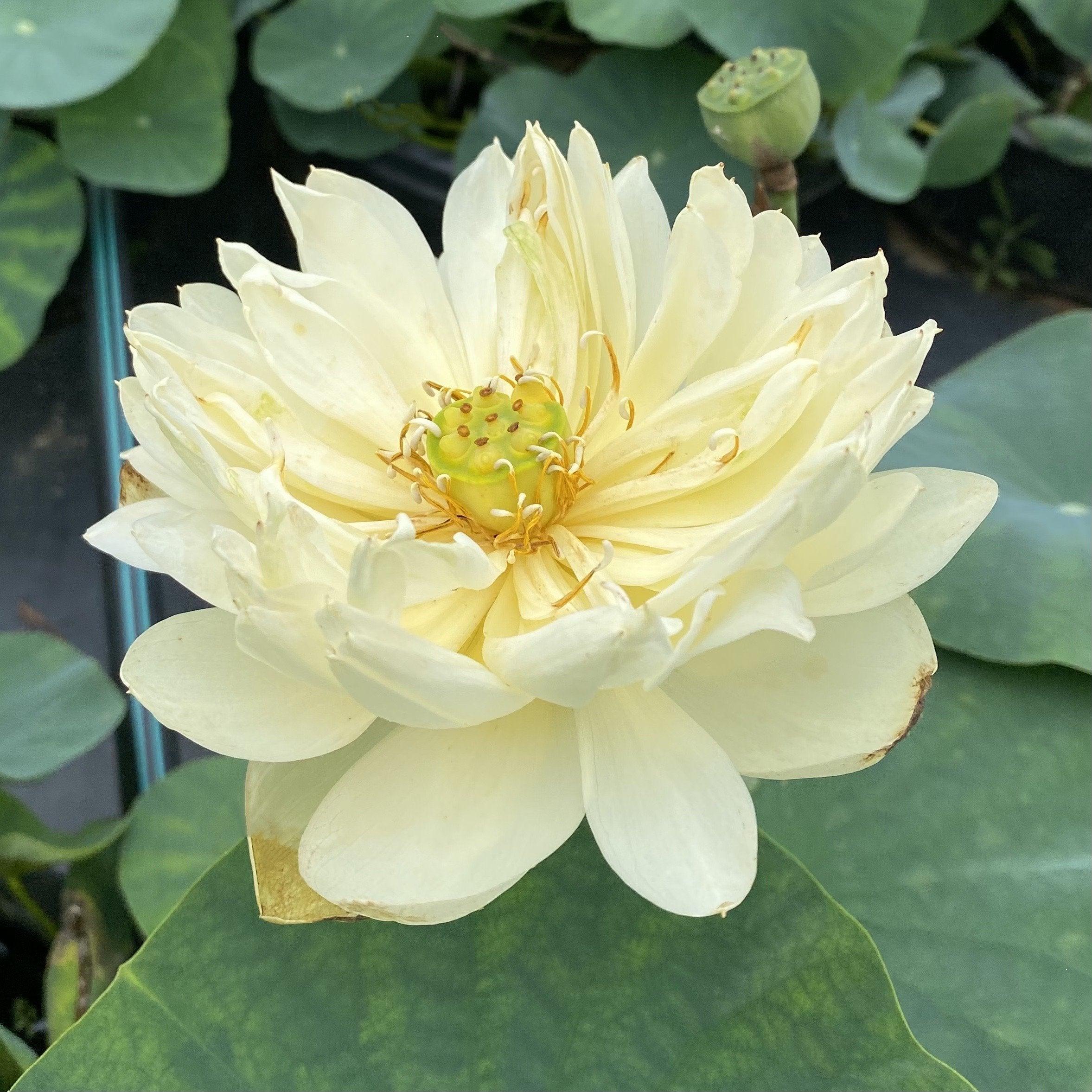 Gold & Resplendence Lotus (Bare Root) - Globalnestes