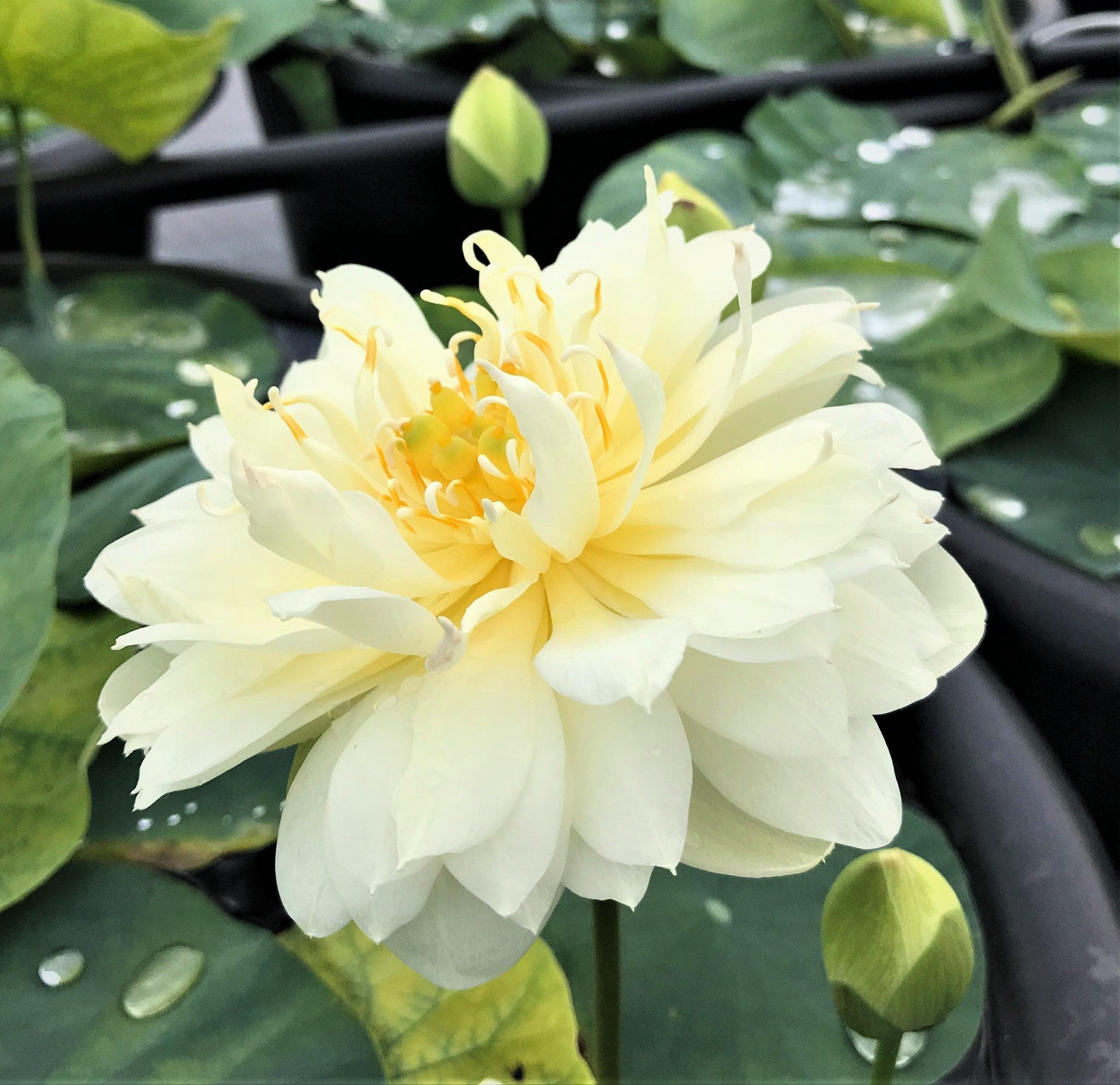 Gold & Resplendence Lotus (Bare Root) - Globalnestes