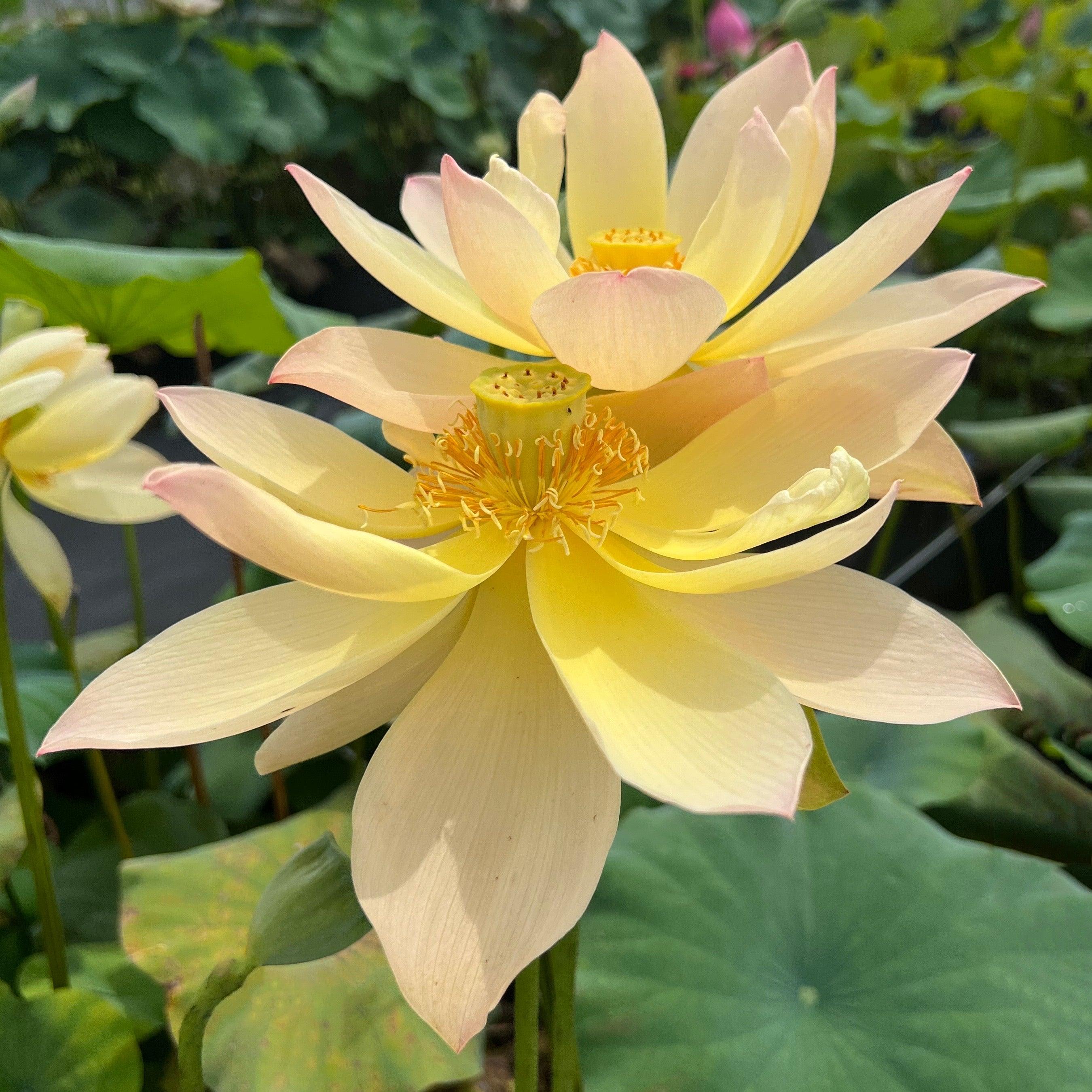 Golden Sunset Lotus (Bare Root) - Globalnestes