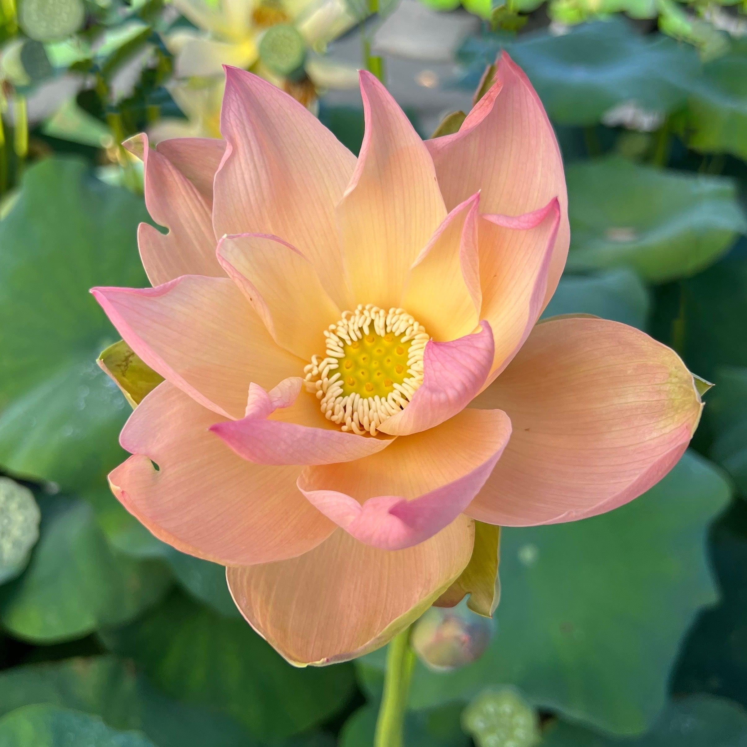 Golden Sunset Lotus (Bare Root) - Globalnestes