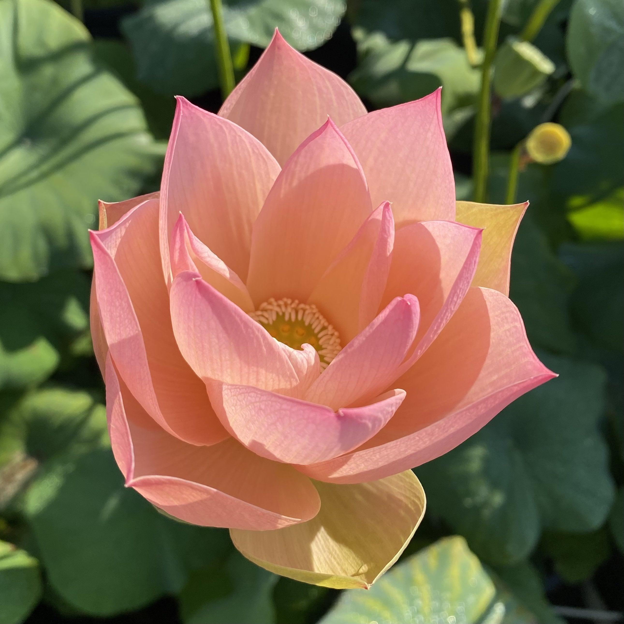 Golden Sunset Lotus (Bare Root) - Globalnestes