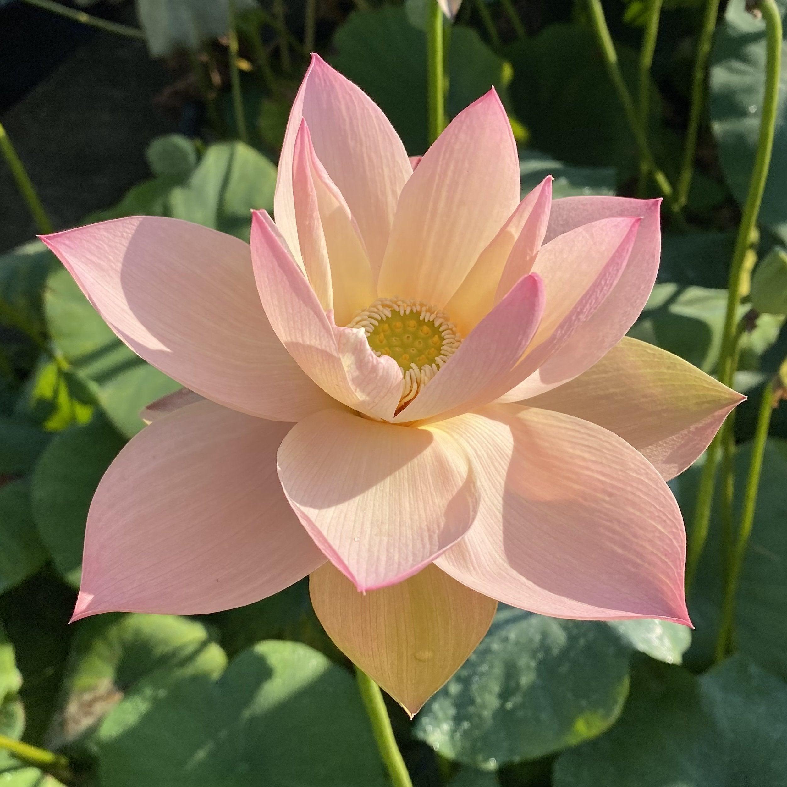 Golden Sunset Lotus (Bare Root) - Globalnestes