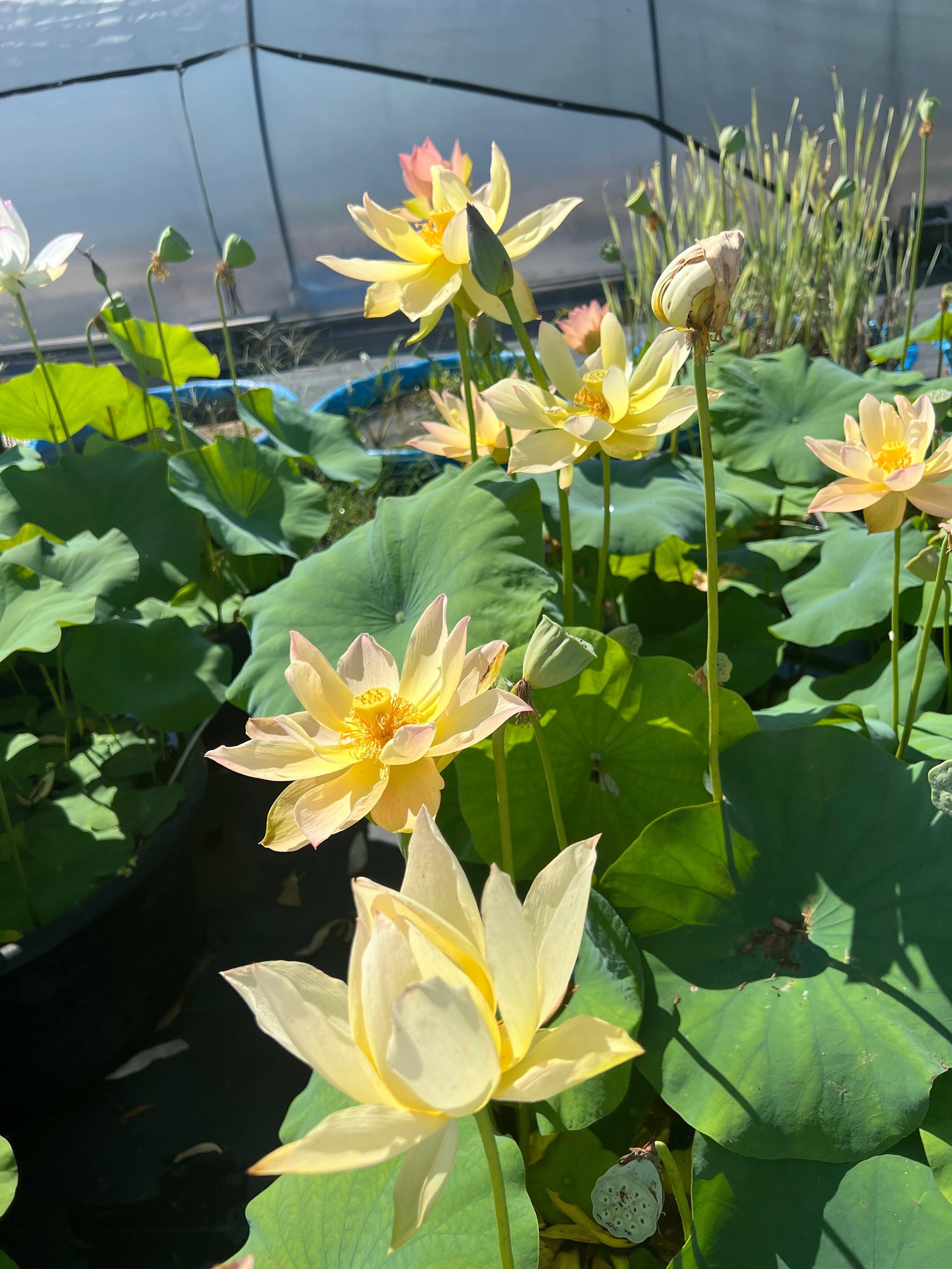 Golden Sunset Lotus (Bare Root) - Globalnestes