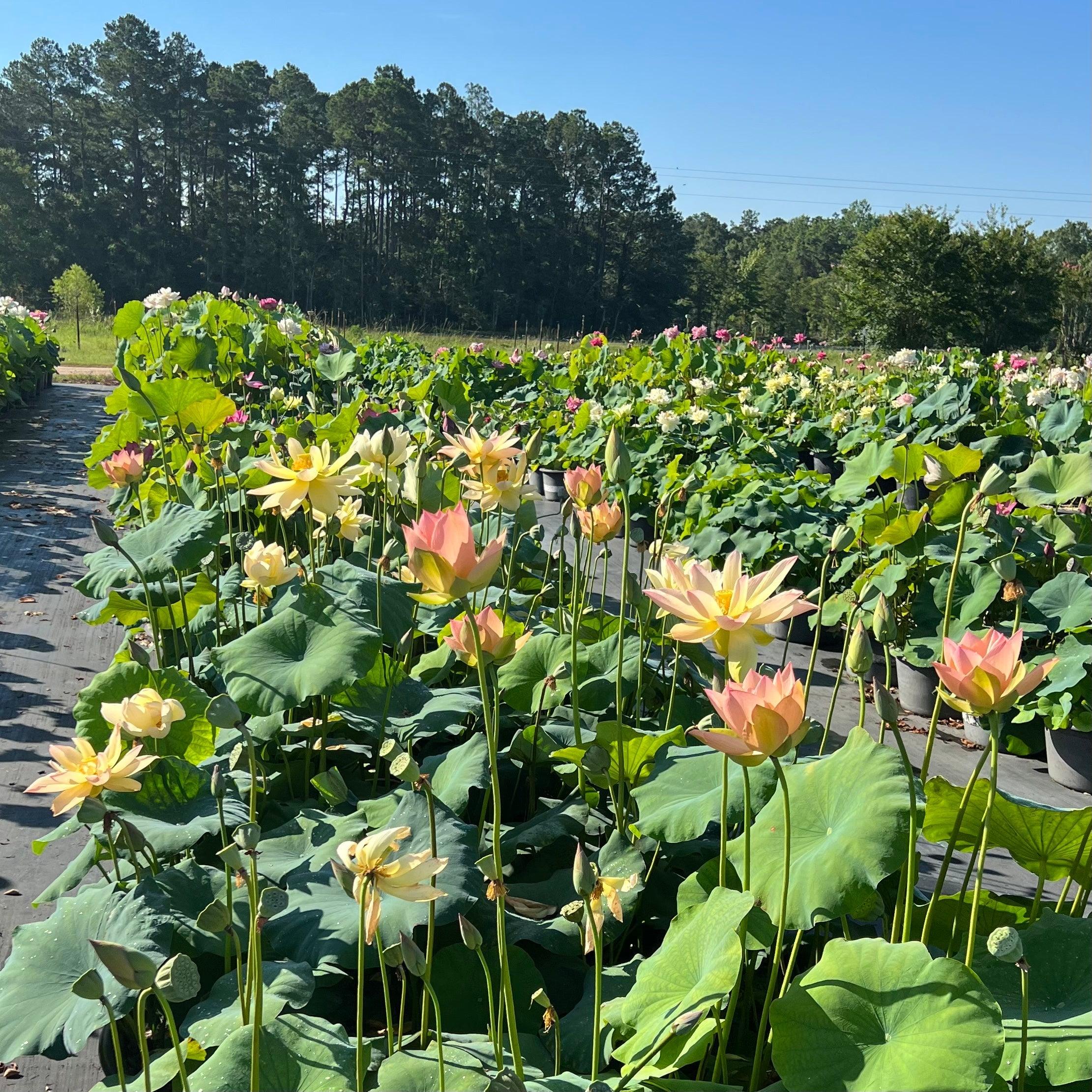 Golden Sunset Lotus (Bare Root) - Globalnestes