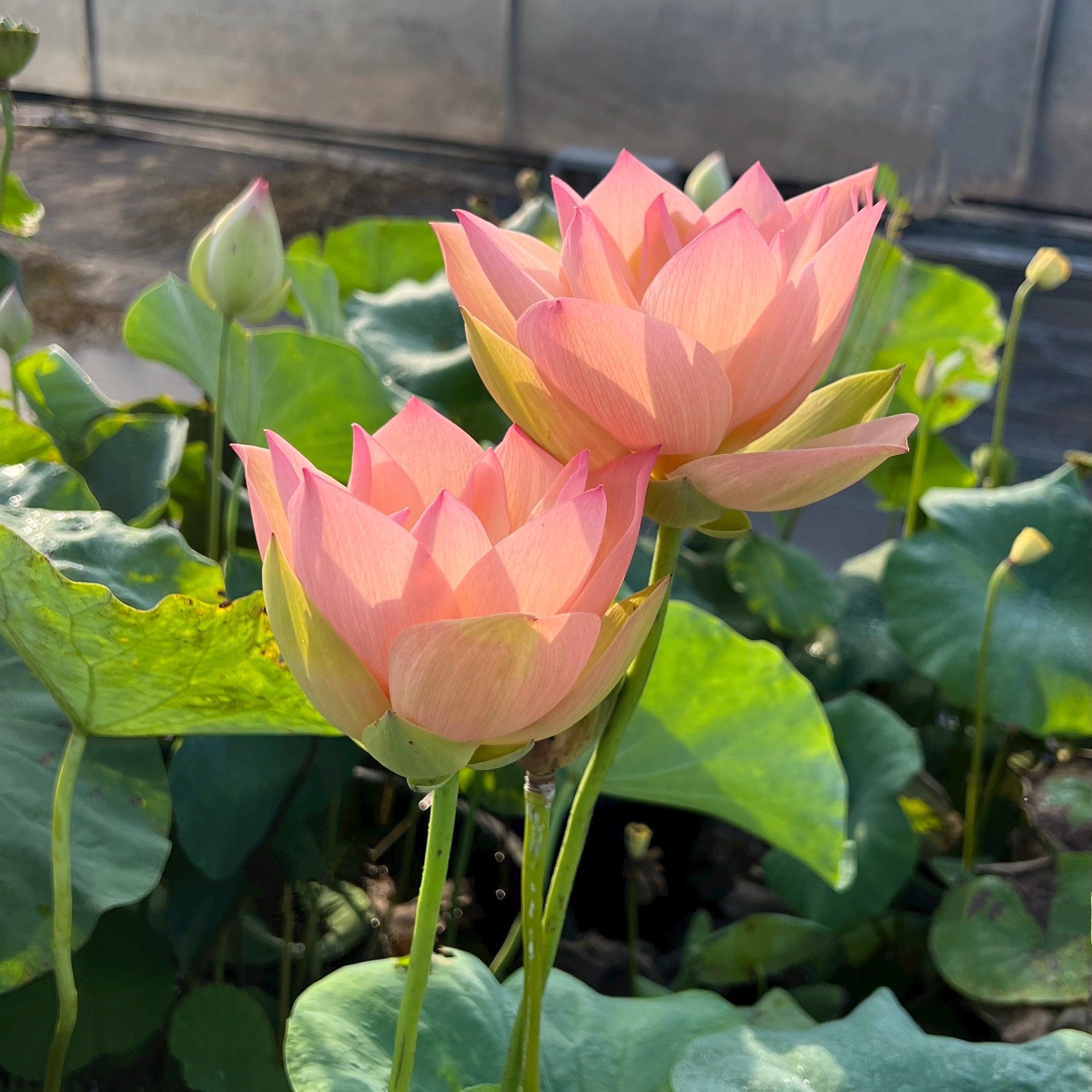 Golden Sunset Lotus (Bare Root) - Globalnestes