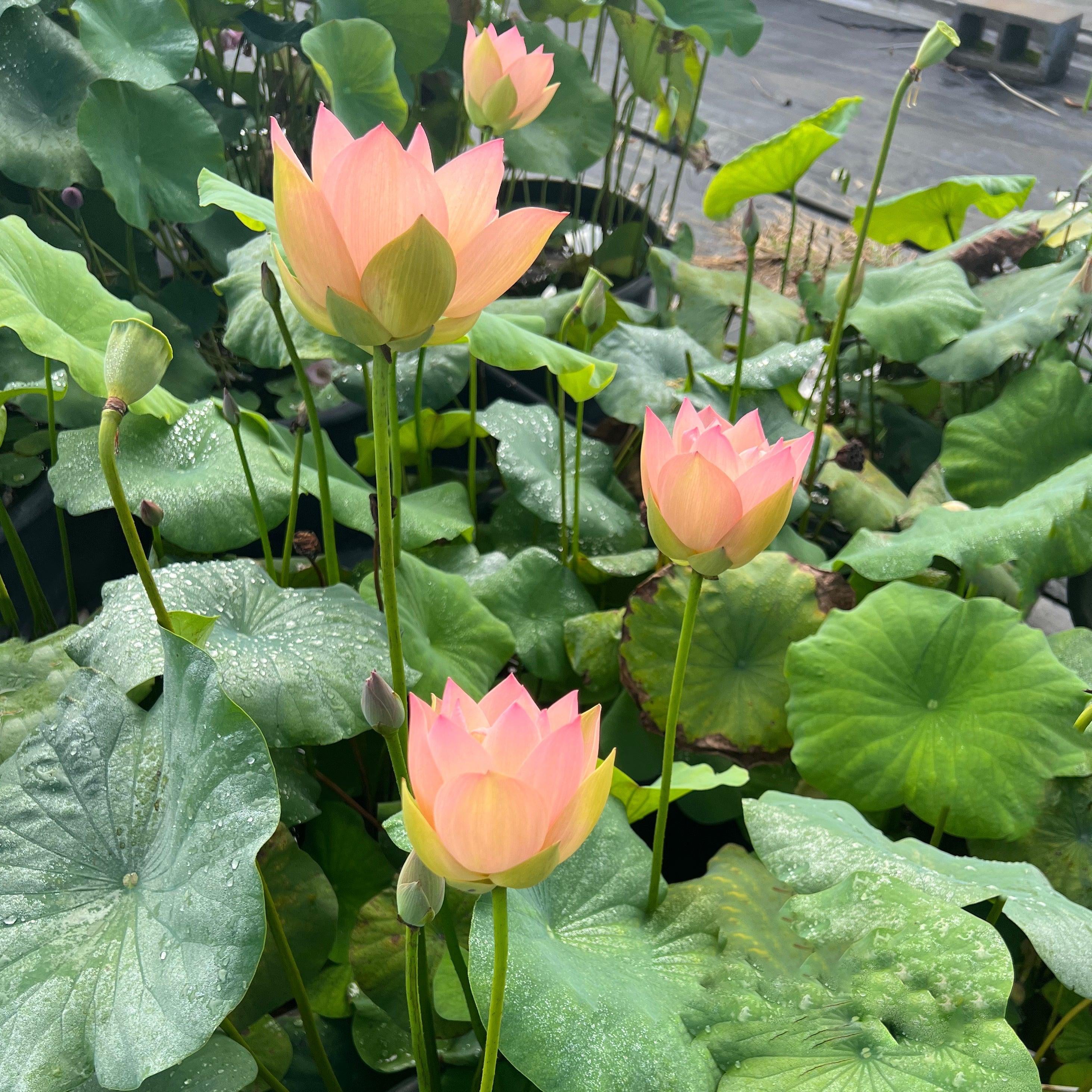 Golden Sunset Lotus (Bare Root) - Globalnestes