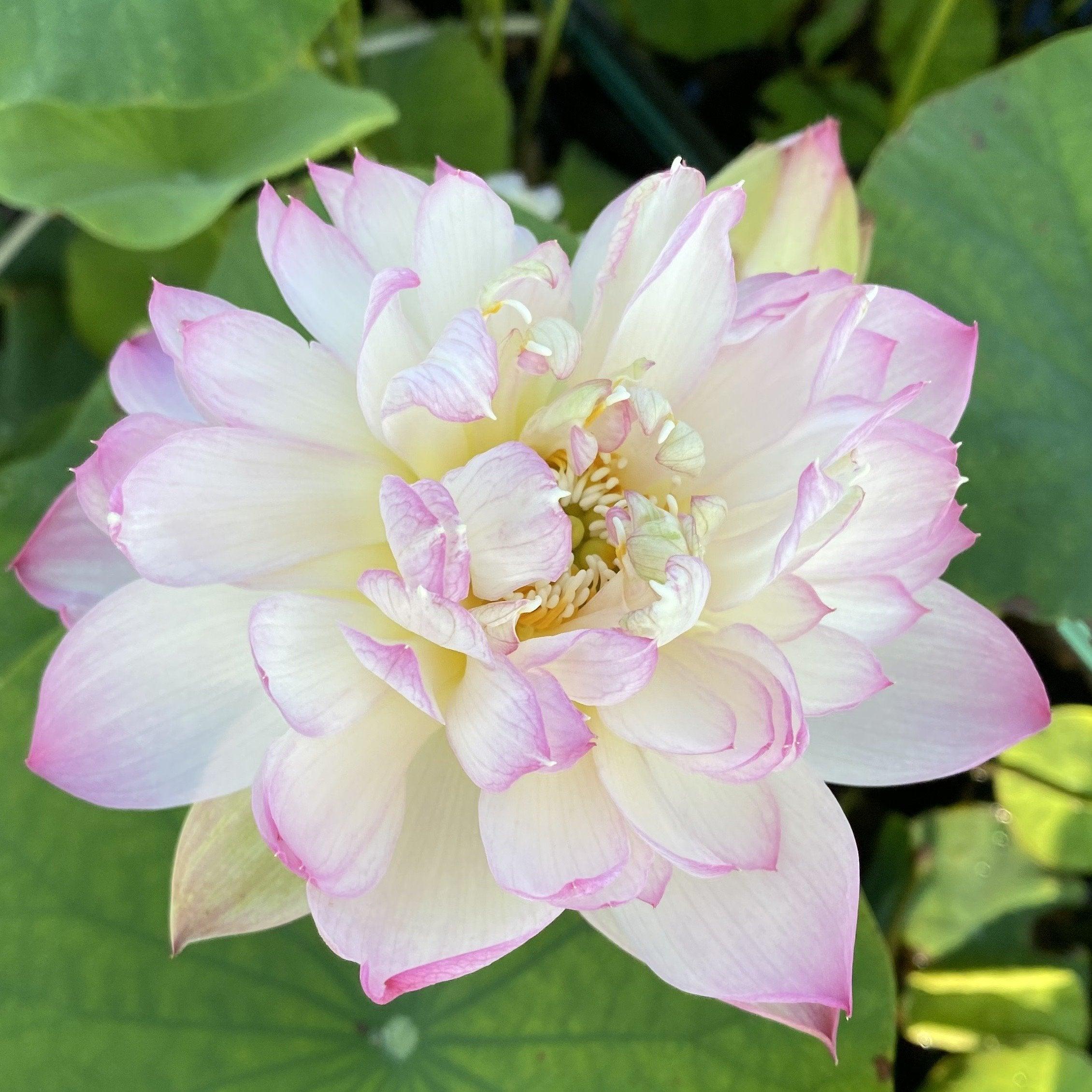 Green in Pink Layers Lotus (Bare Root) - Globalnestes