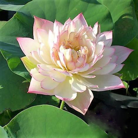 Green in Pink Layers Lotus (Bare Root) - Globalnestes
