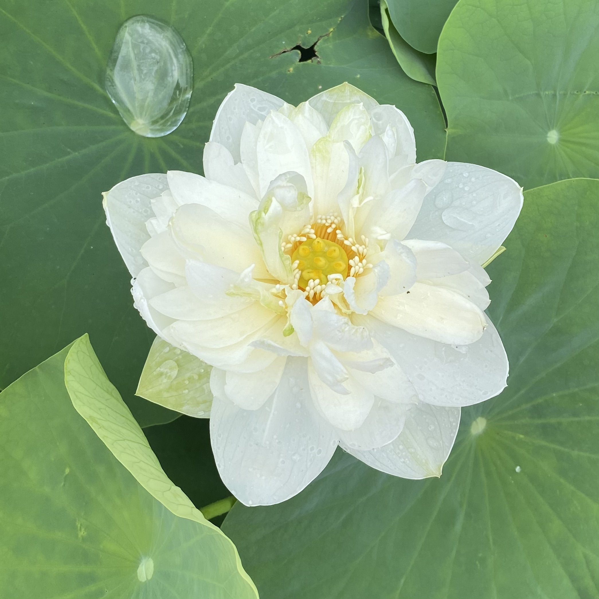 High Cotton Lotus (Bare Root)