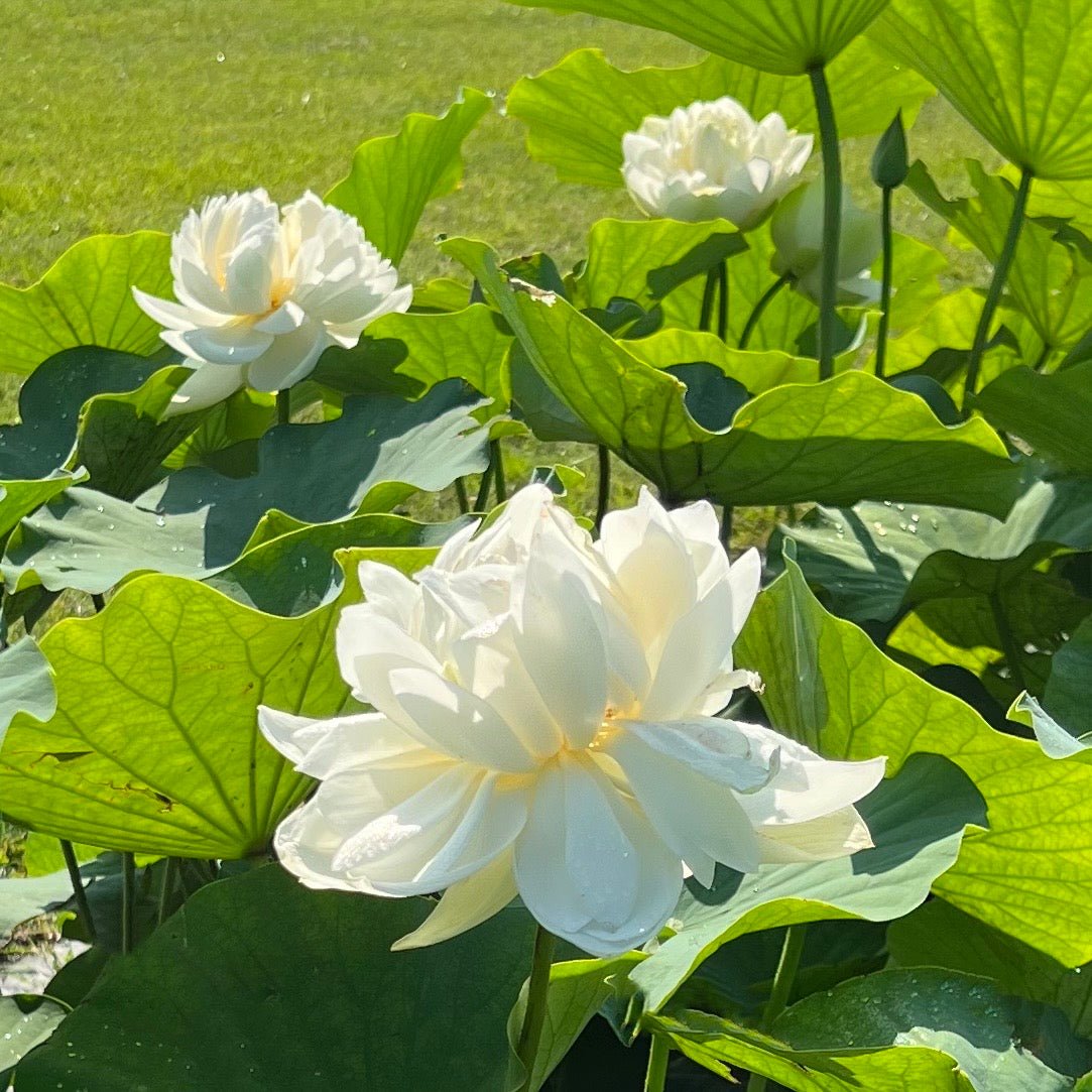 High Cotton Lotus (Bare Root)