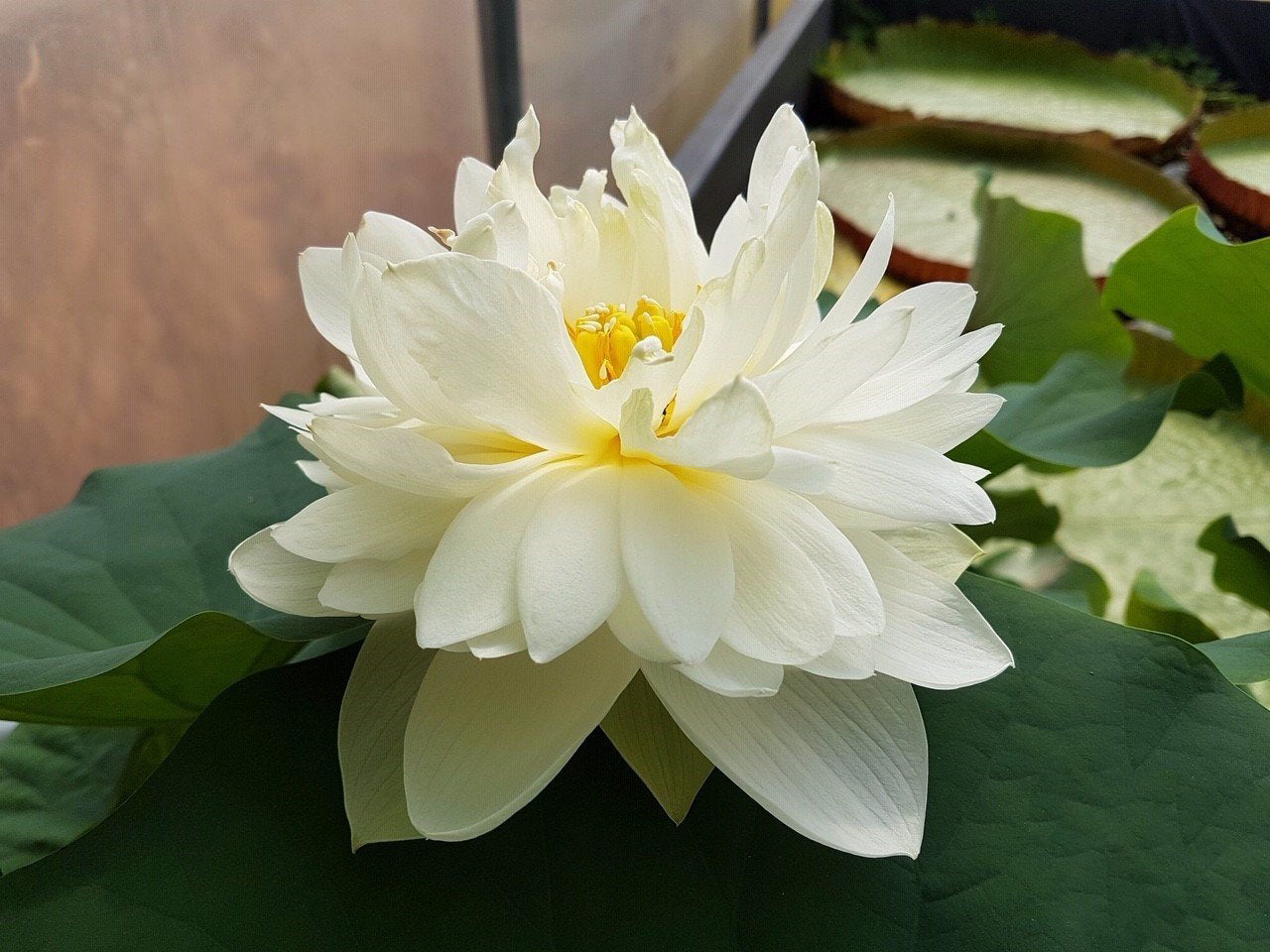 High Cotton Lotus (Bare Root)