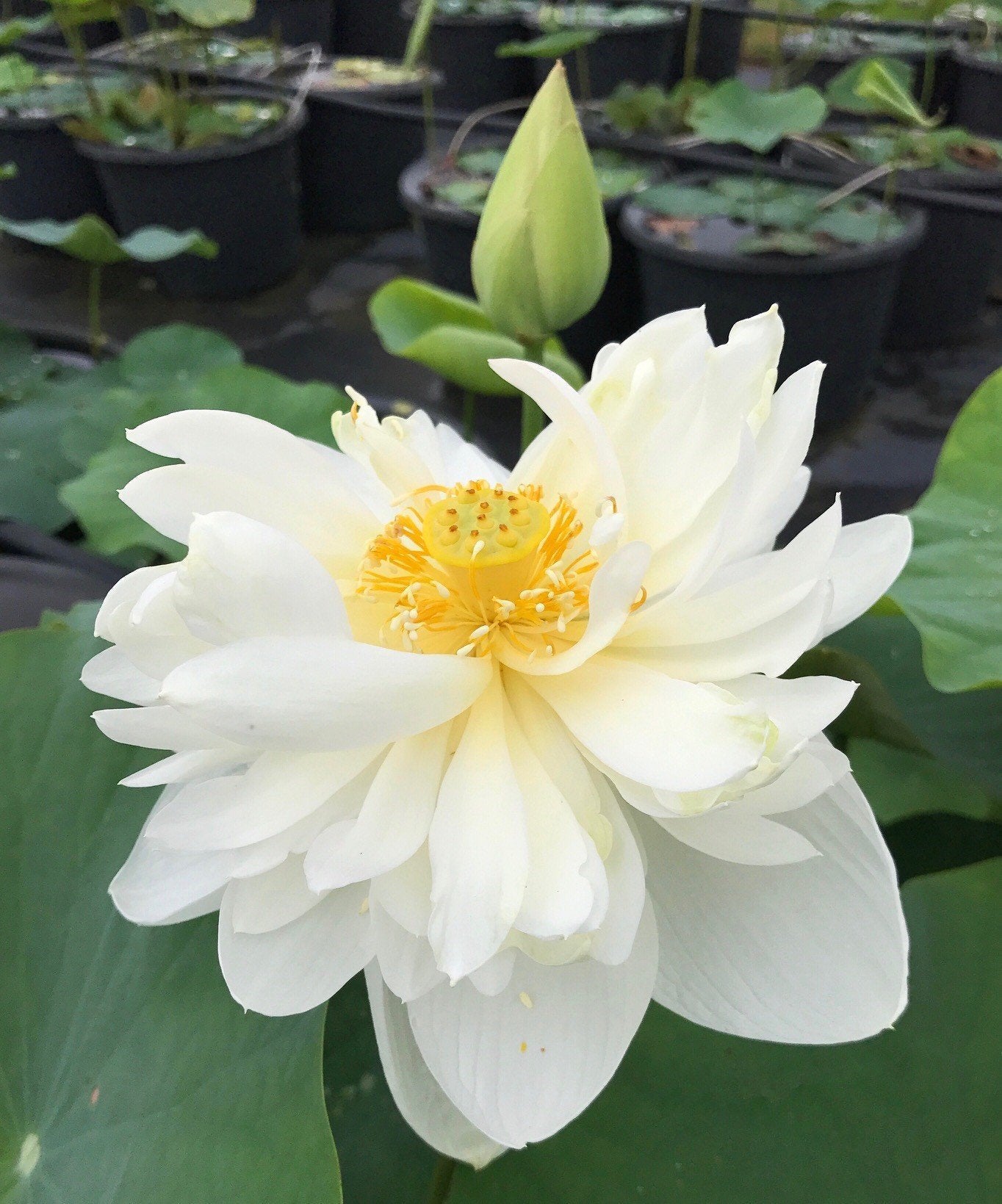 High Cotton Lotus (Bare Root)
