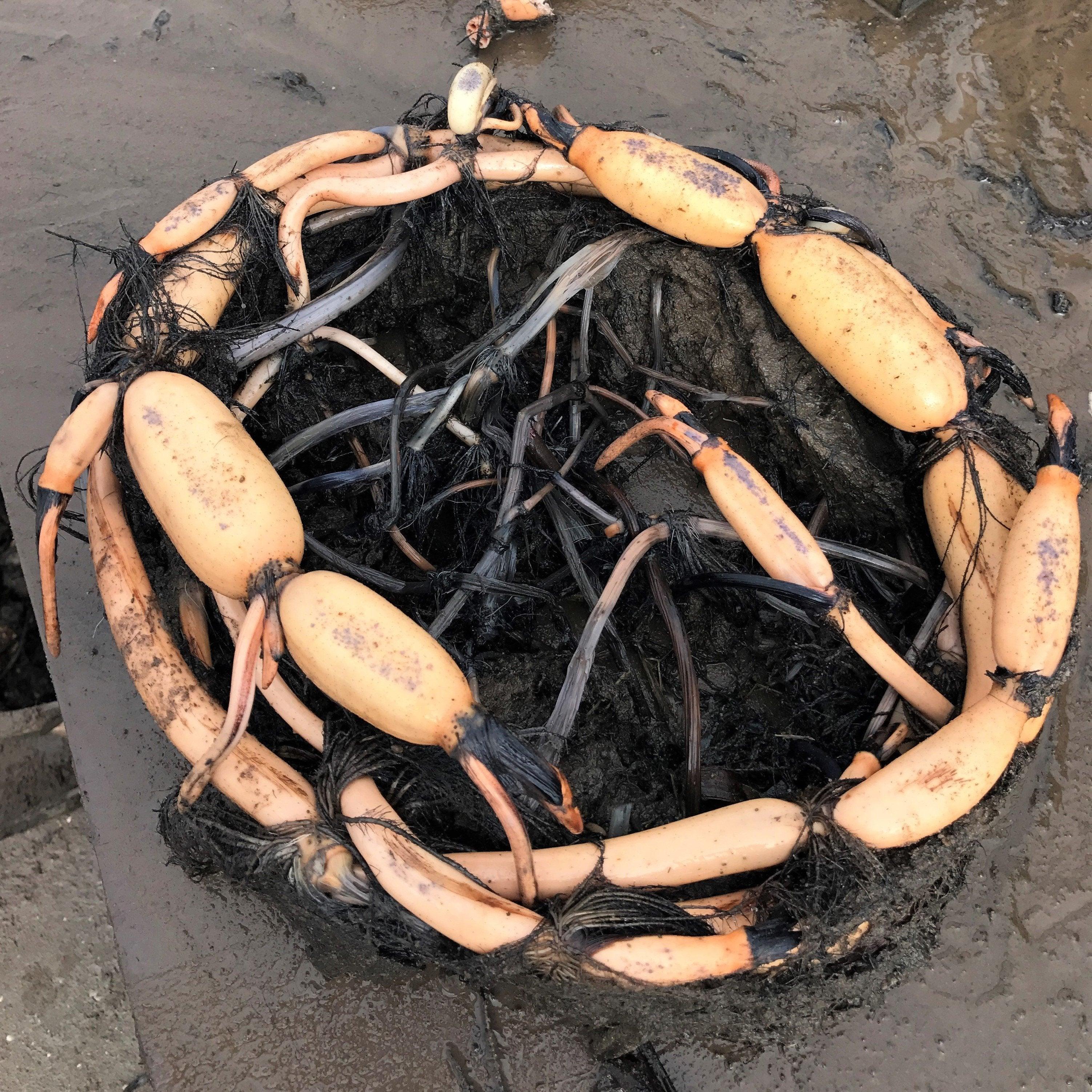 Hubei 3 Lotus (Bare Root) - Globalnestes