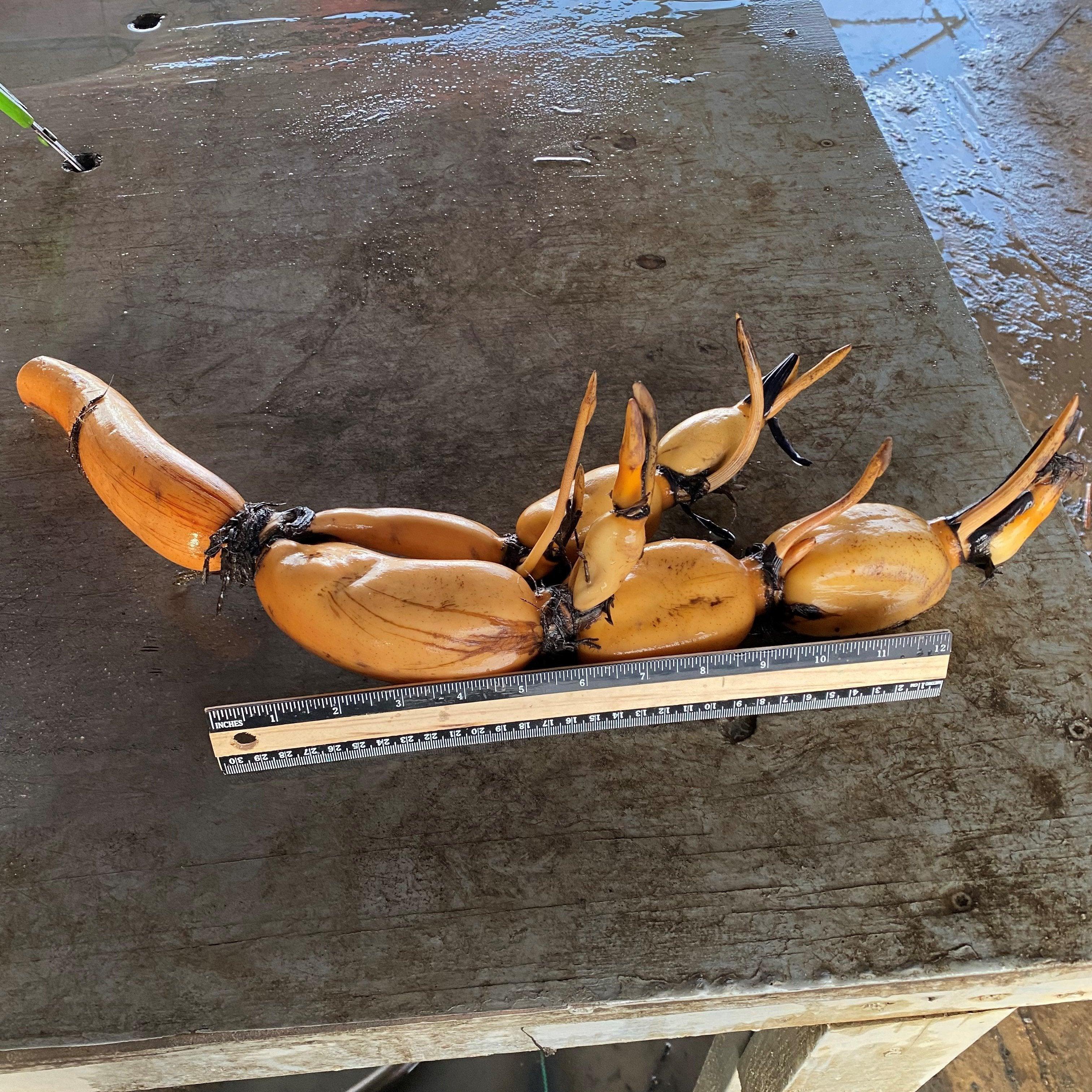 Hubei 3 Lotus (Bare Root) - Globalnestes