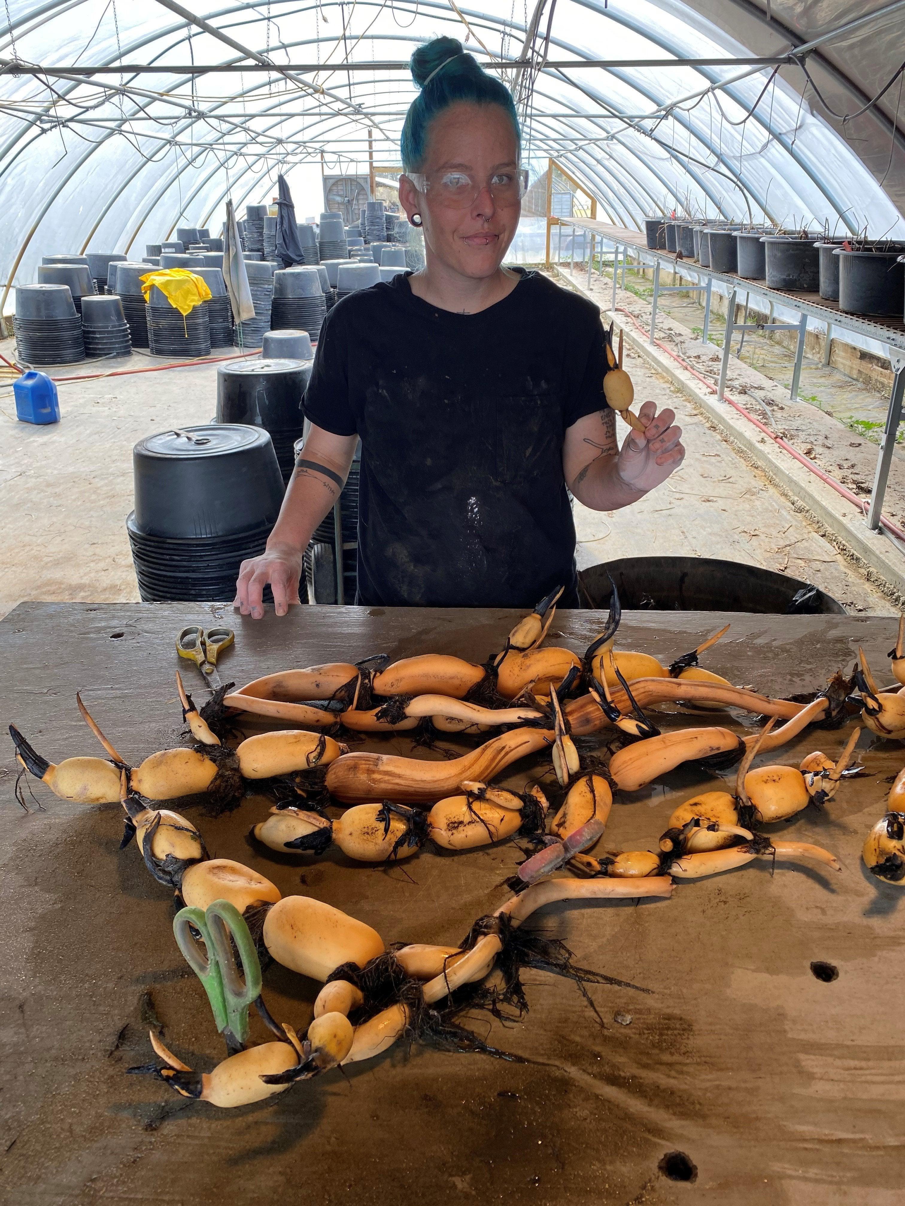 Hubei 3 Lotus (Bare Root) - Globalnestes