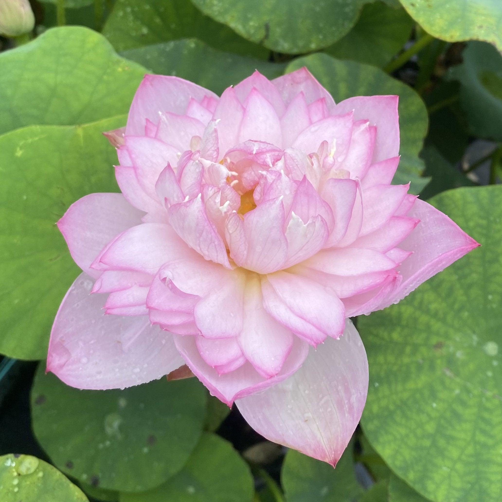 Imperial Concubine Out Of Bath Lotus (Bare Root) - Globalnestes