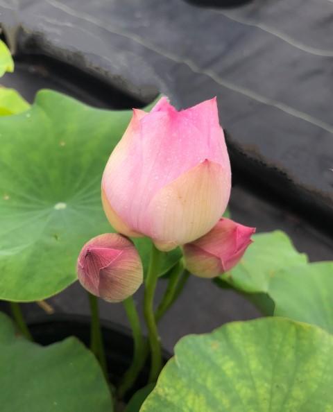 Imperial Concubine Out Of Bath Lotus (Bare Root) - Globalnestes