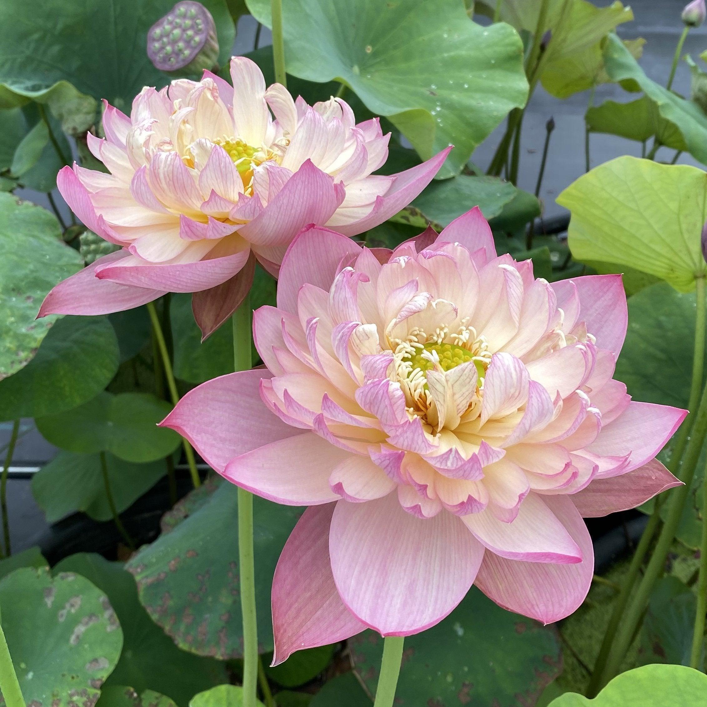 Jin Se - Luminous Color Lotus (Bare Root) - Globalnestes