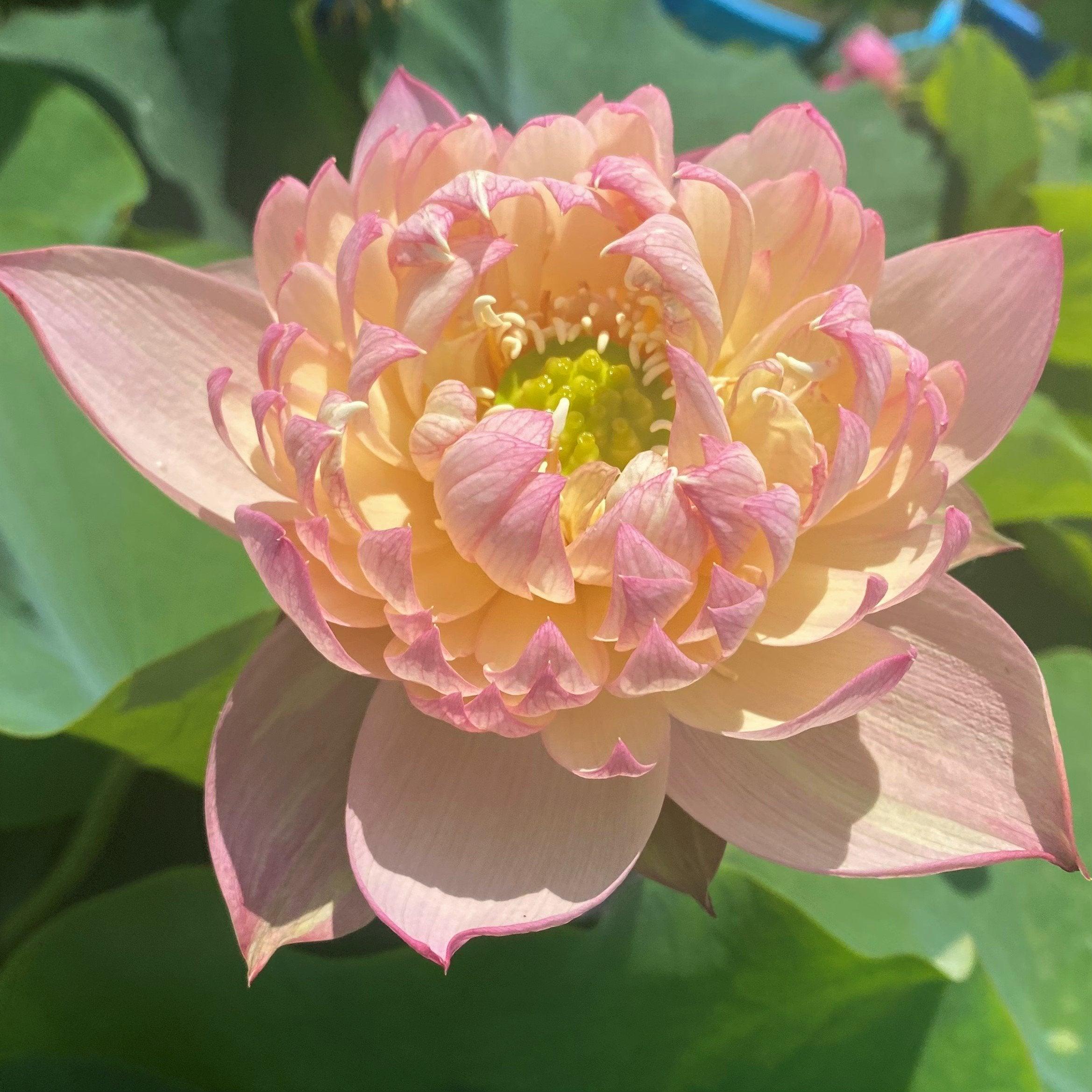 Jin Se - Luminous Color Lotus (Bare Root) - Globalnestes