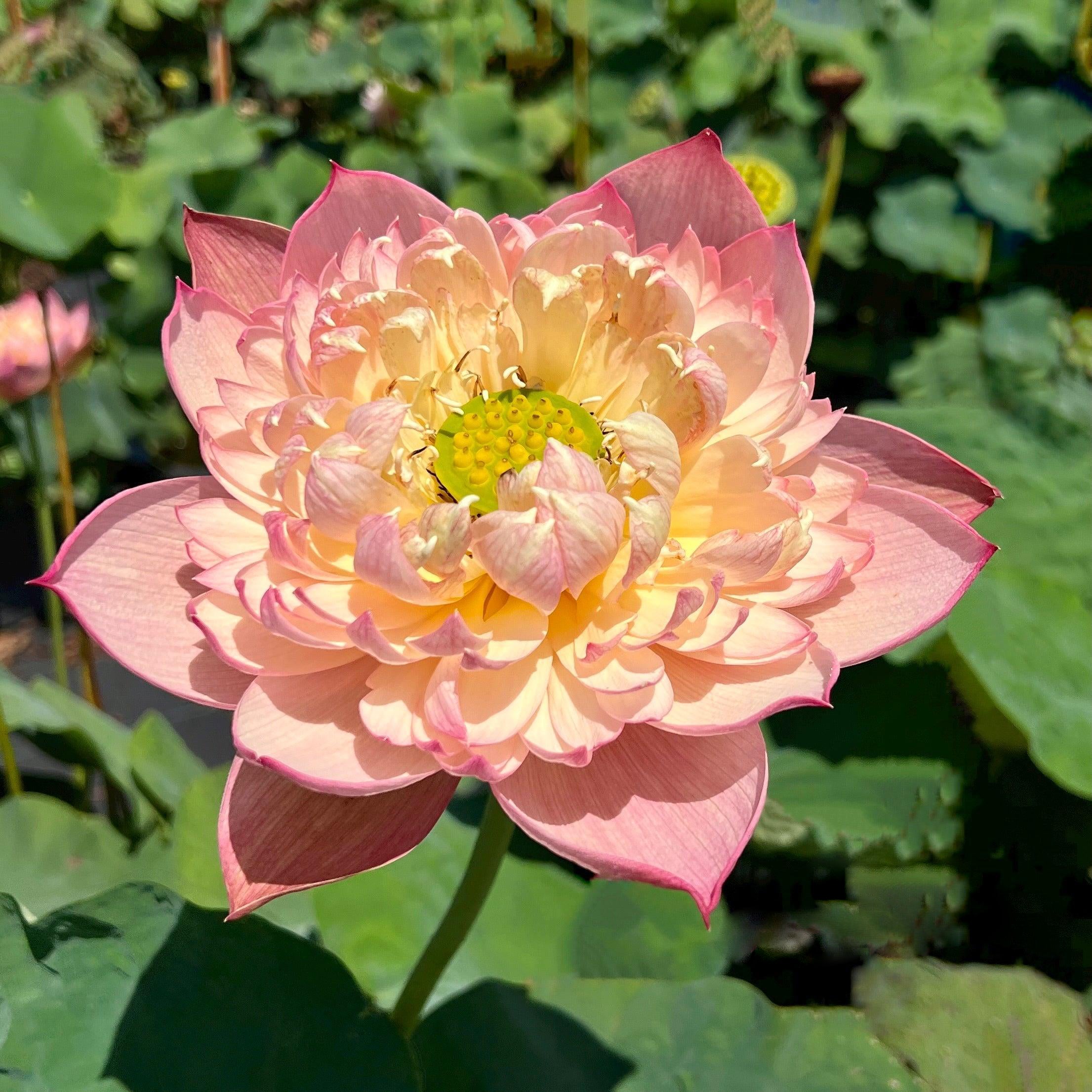 Jin Se - Luminous Color Lotus (Bare Root) - Globalnestes