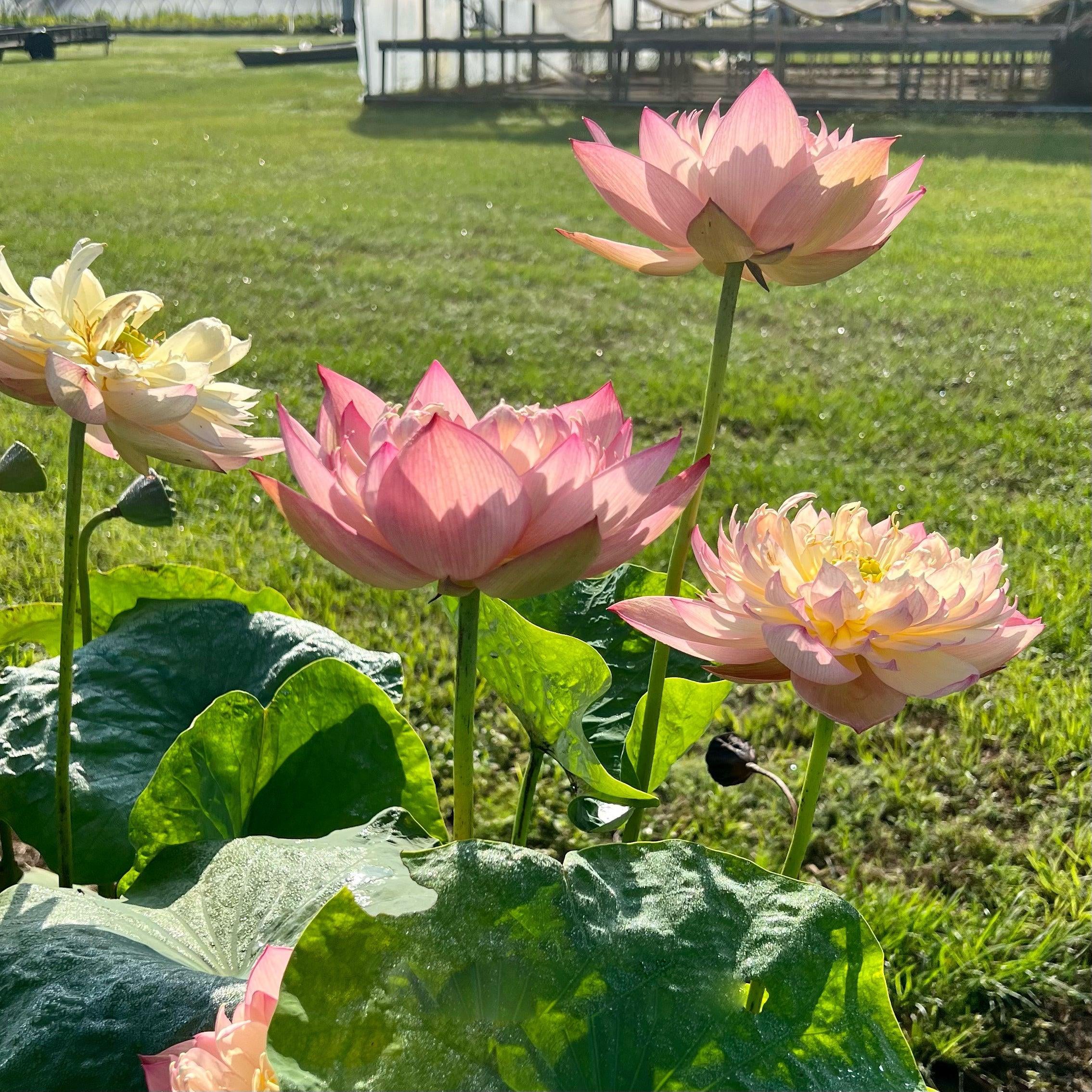 Jin Se - Luminous Color Lotus (Bare Root) - Globalnestes