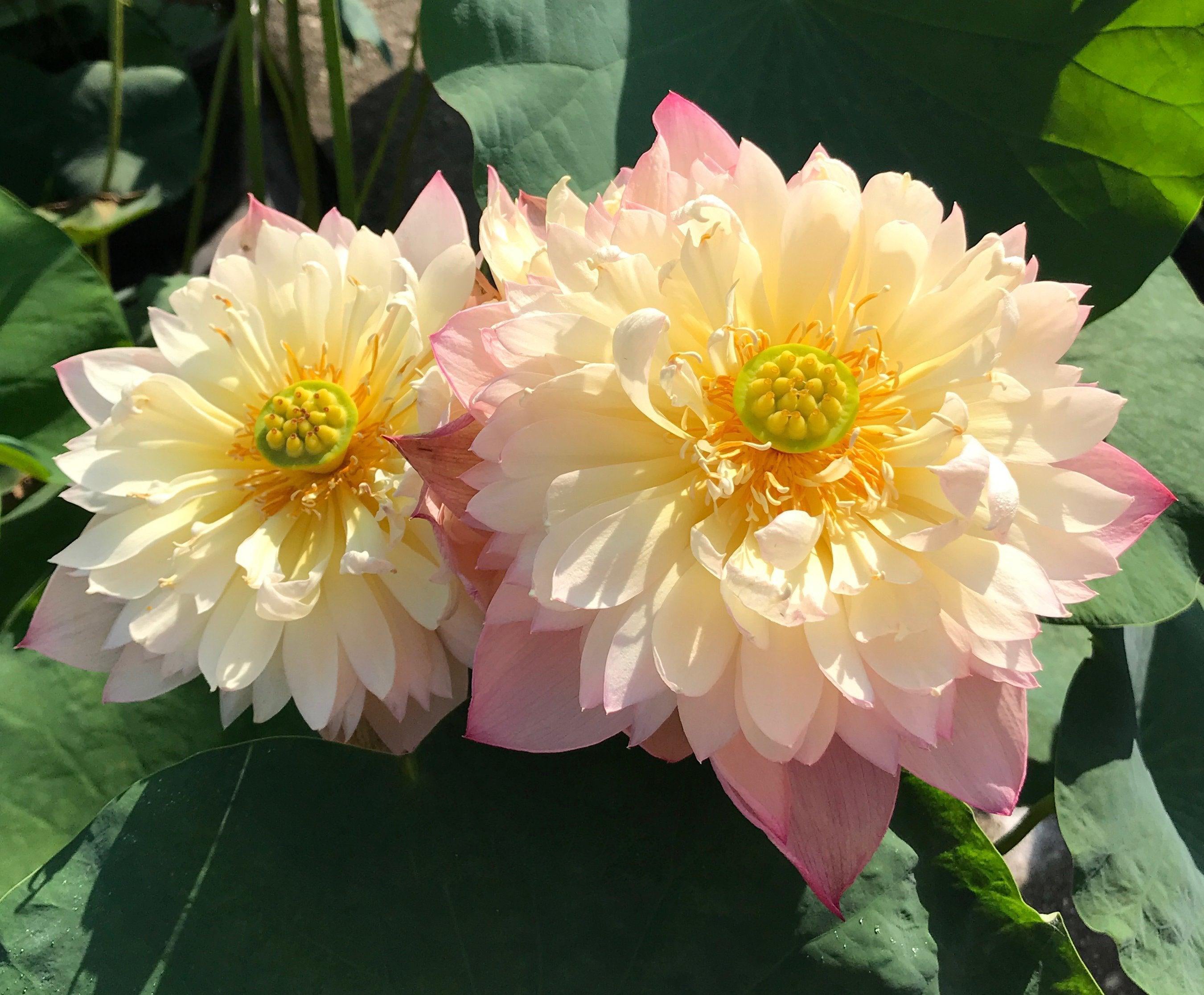 Jin Se - Luminous Color Lotus (Bare Root) - Globalnestes