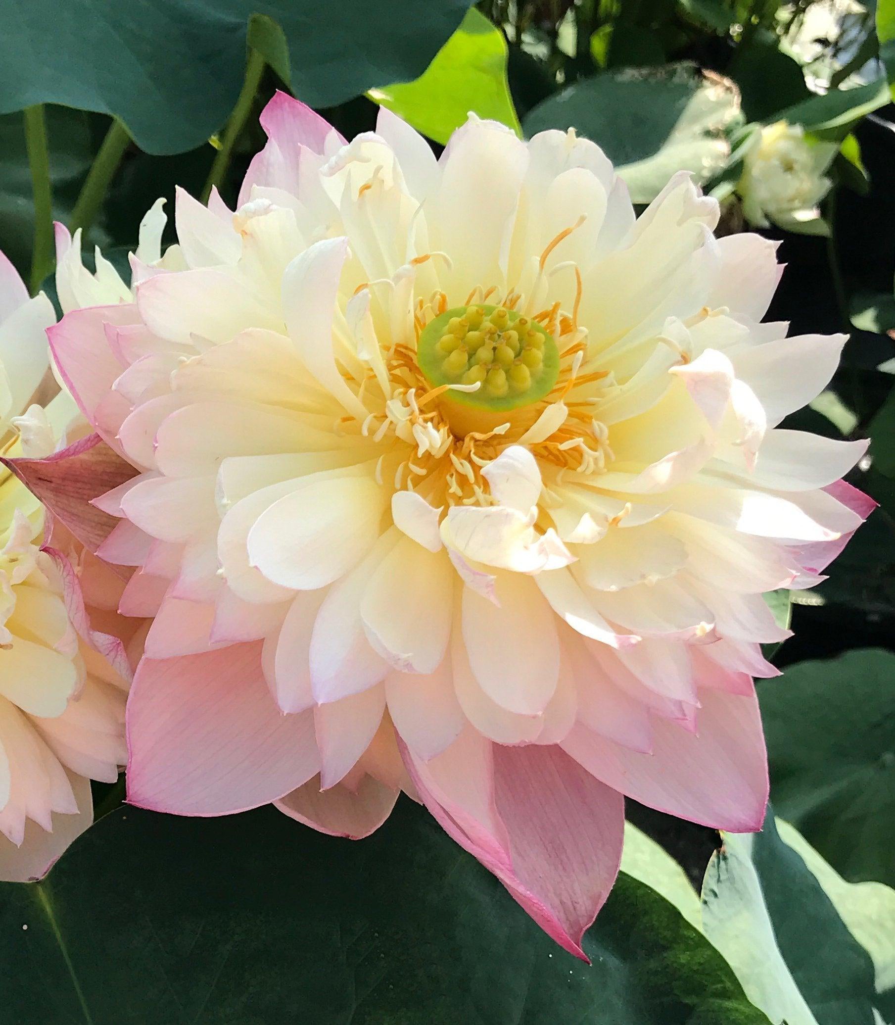 Jin Se - Luminous Color Lotus (Bare Root) - Globalnestes