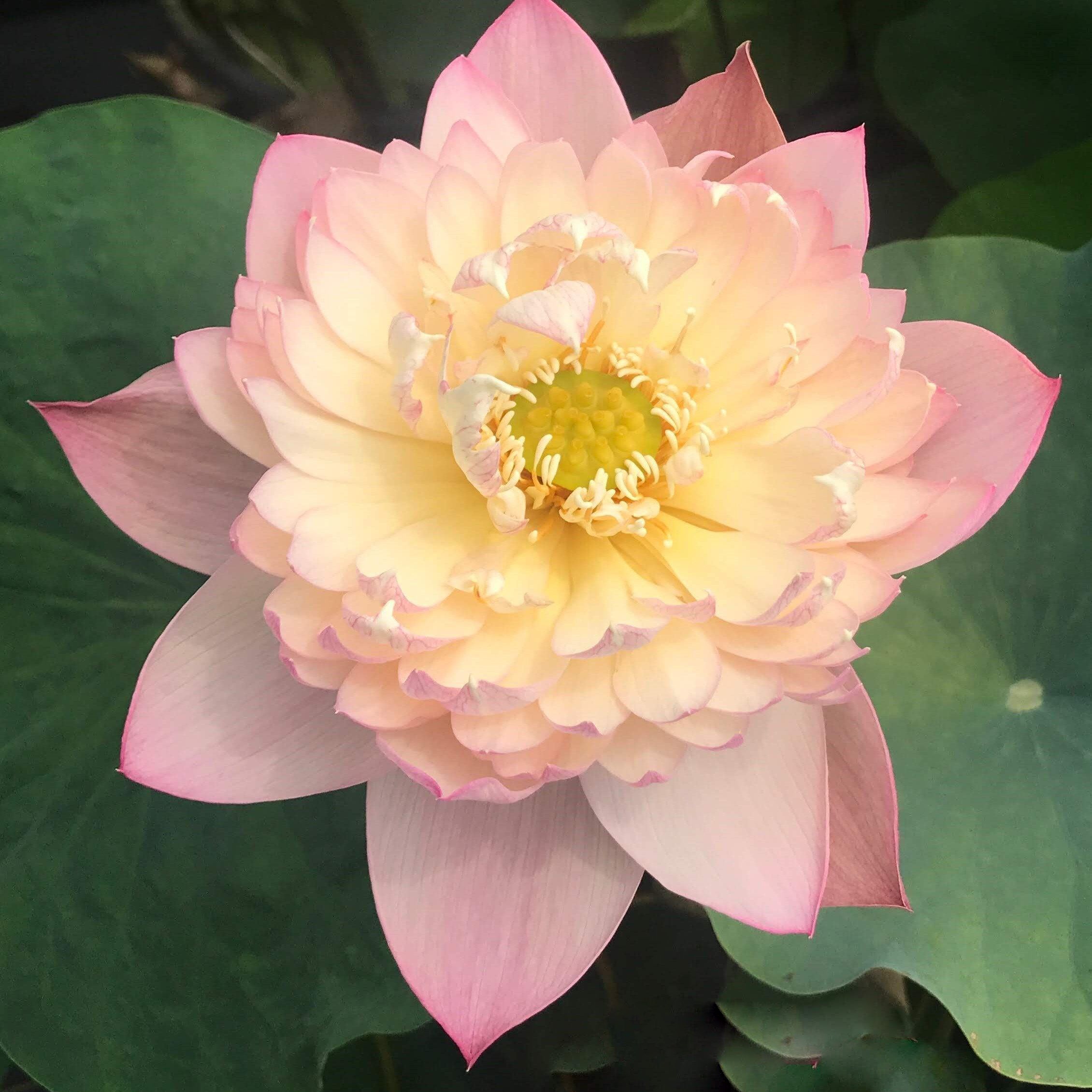 Jin Se - Luminous Color Lotus (Bare Root) - Globalnestes