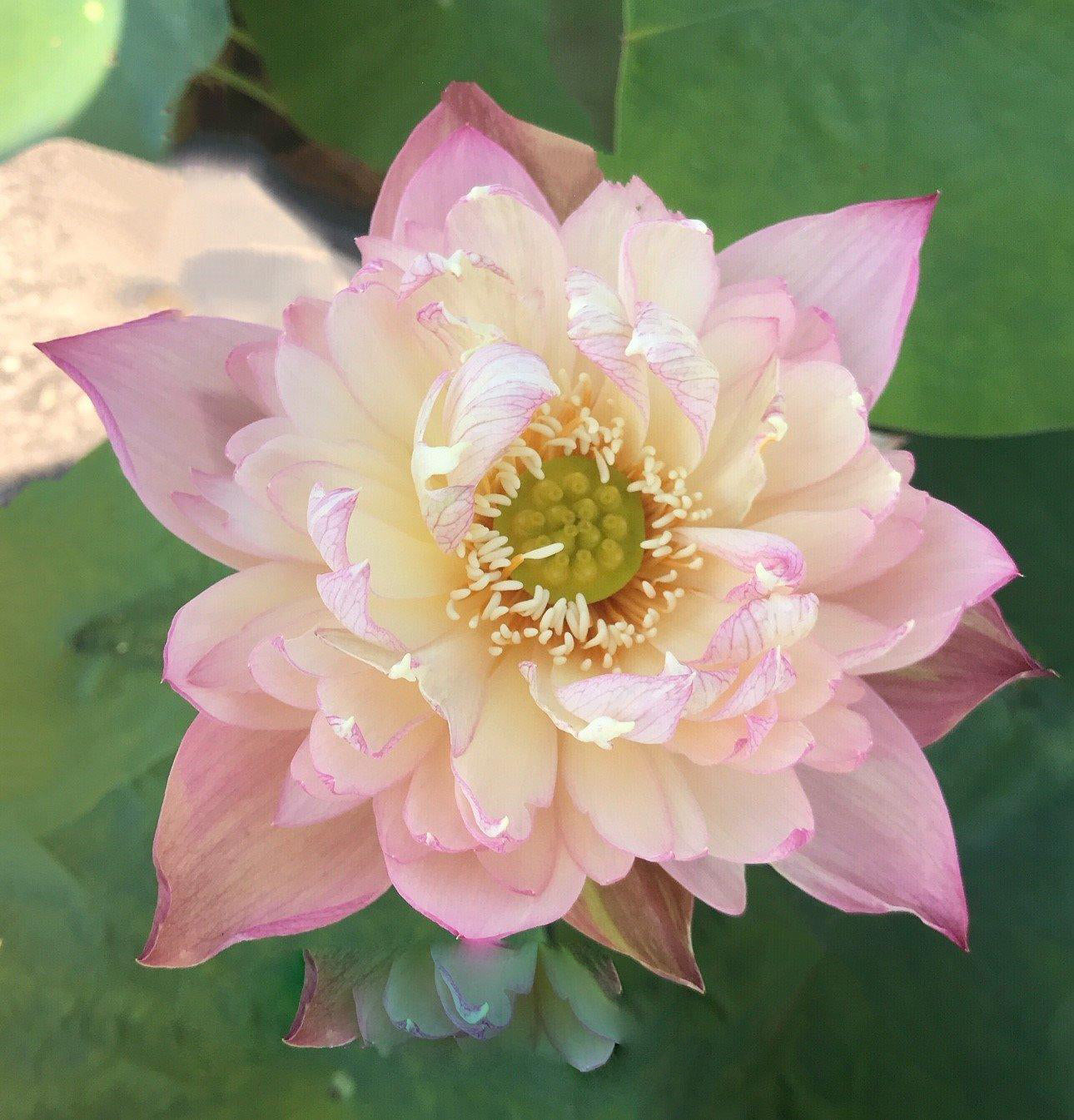 Jin Se - Luminous Color Lotus (Bare Root) - Globalnestes