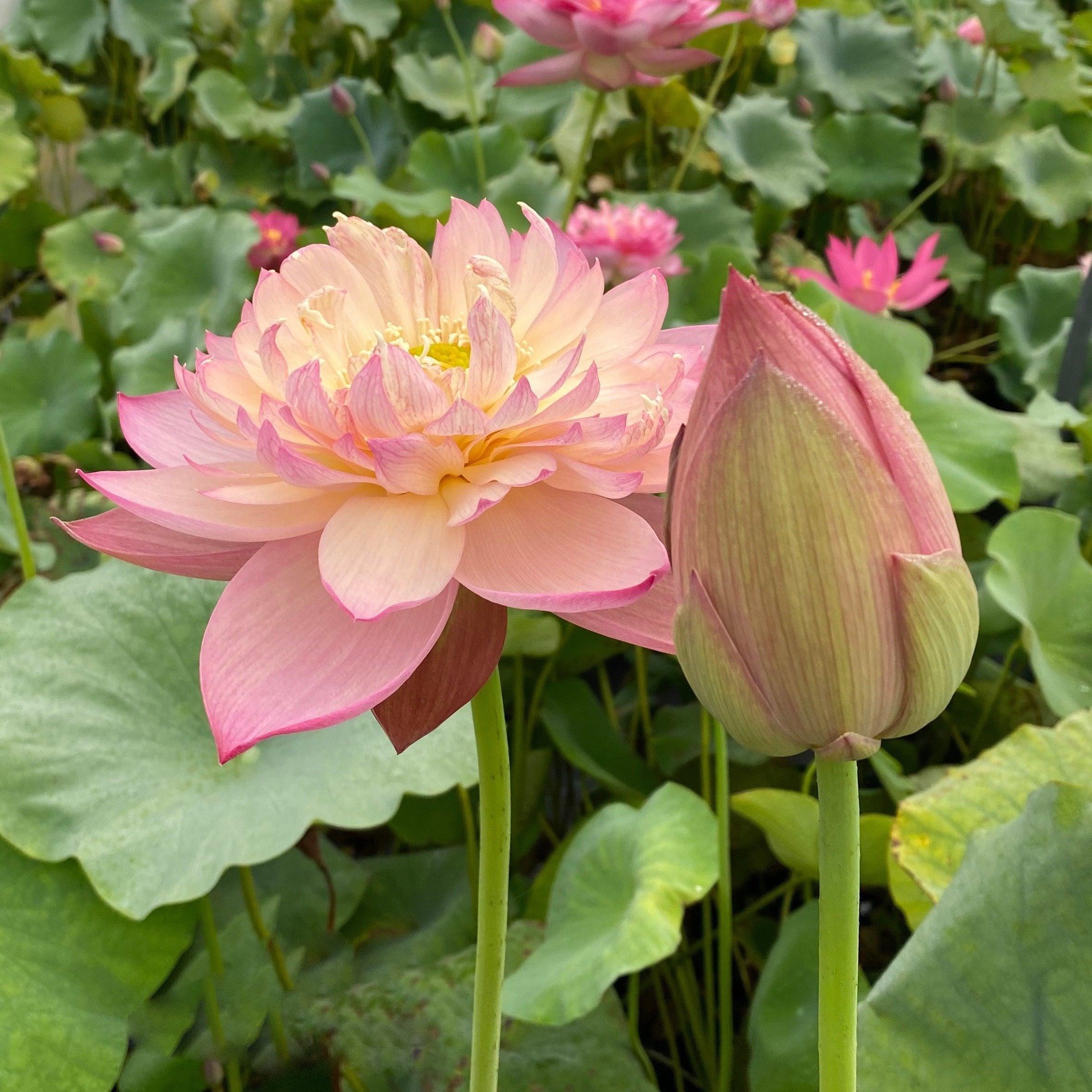 Jin Se - Luminous Color Lotus (Bare Root) - Globalnestes