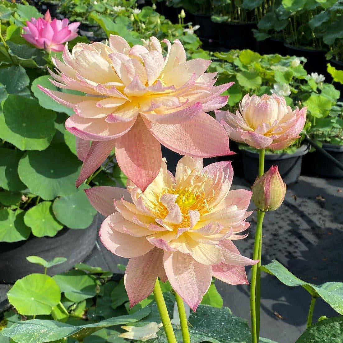 Jin Se - Luminous Color Lotus (Bare Root) - Globalnestes