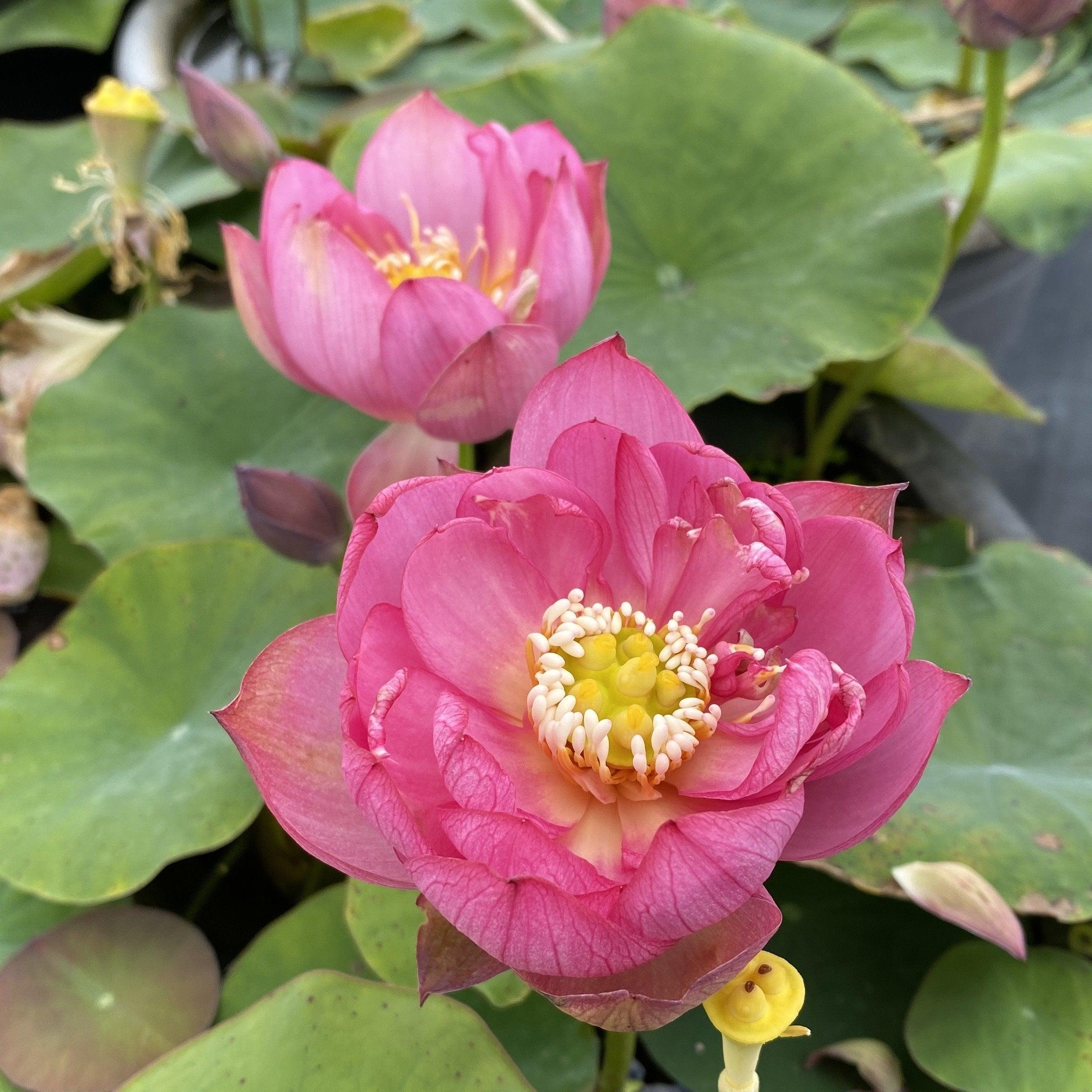 Lady Bug - Mini - Endless Flowers Lotus (Bare Root) - Globalnestes