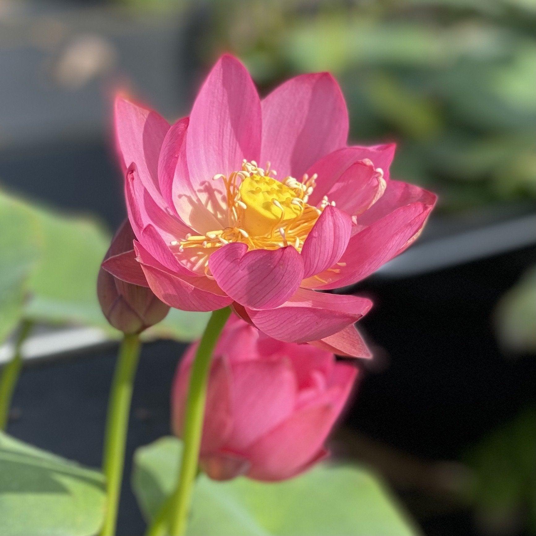 Lady Bug - Mini - Endless Flowers Lotus (Bare Root) - Globalnestes